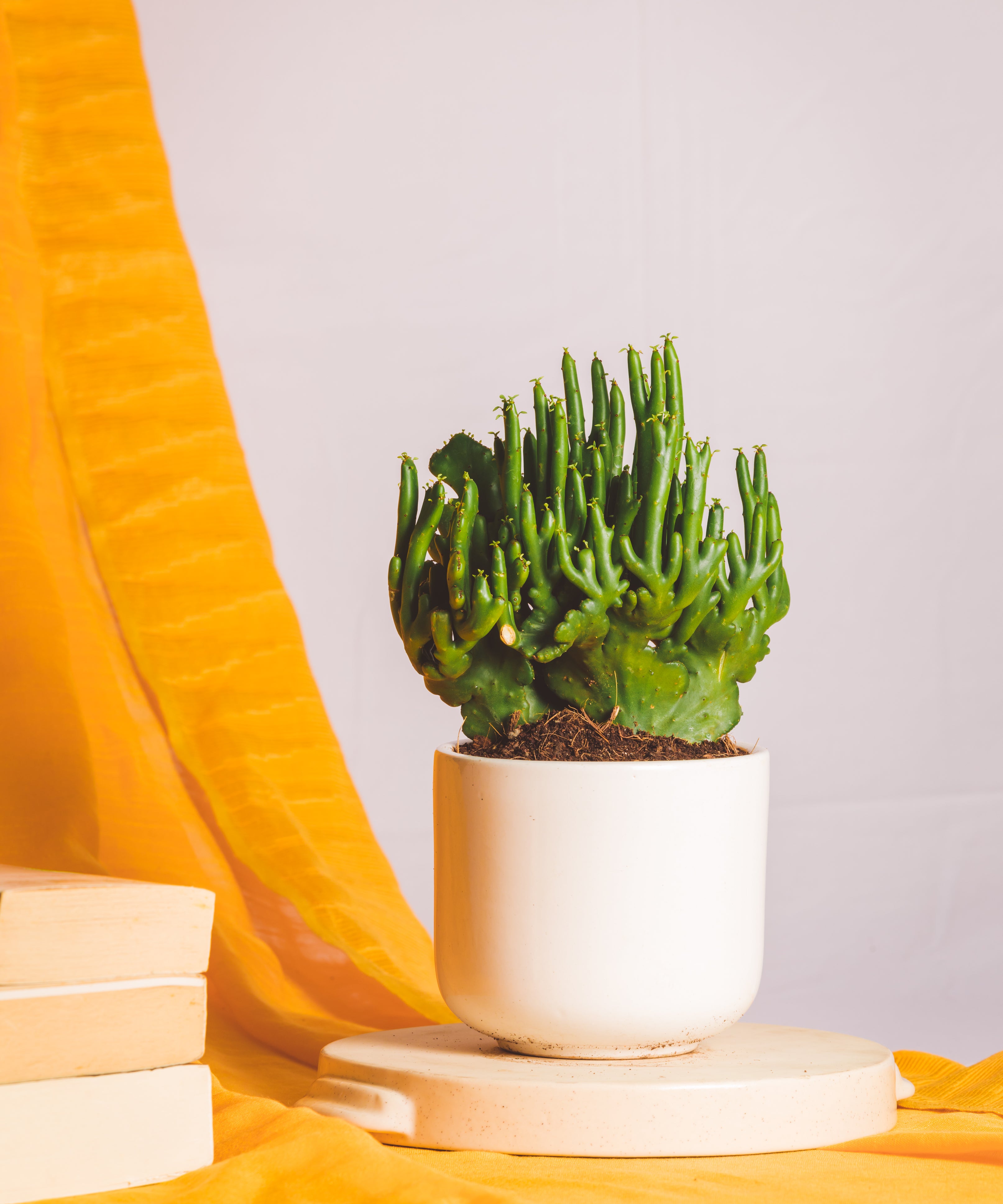 Euphorbia Leucodendron Cristata