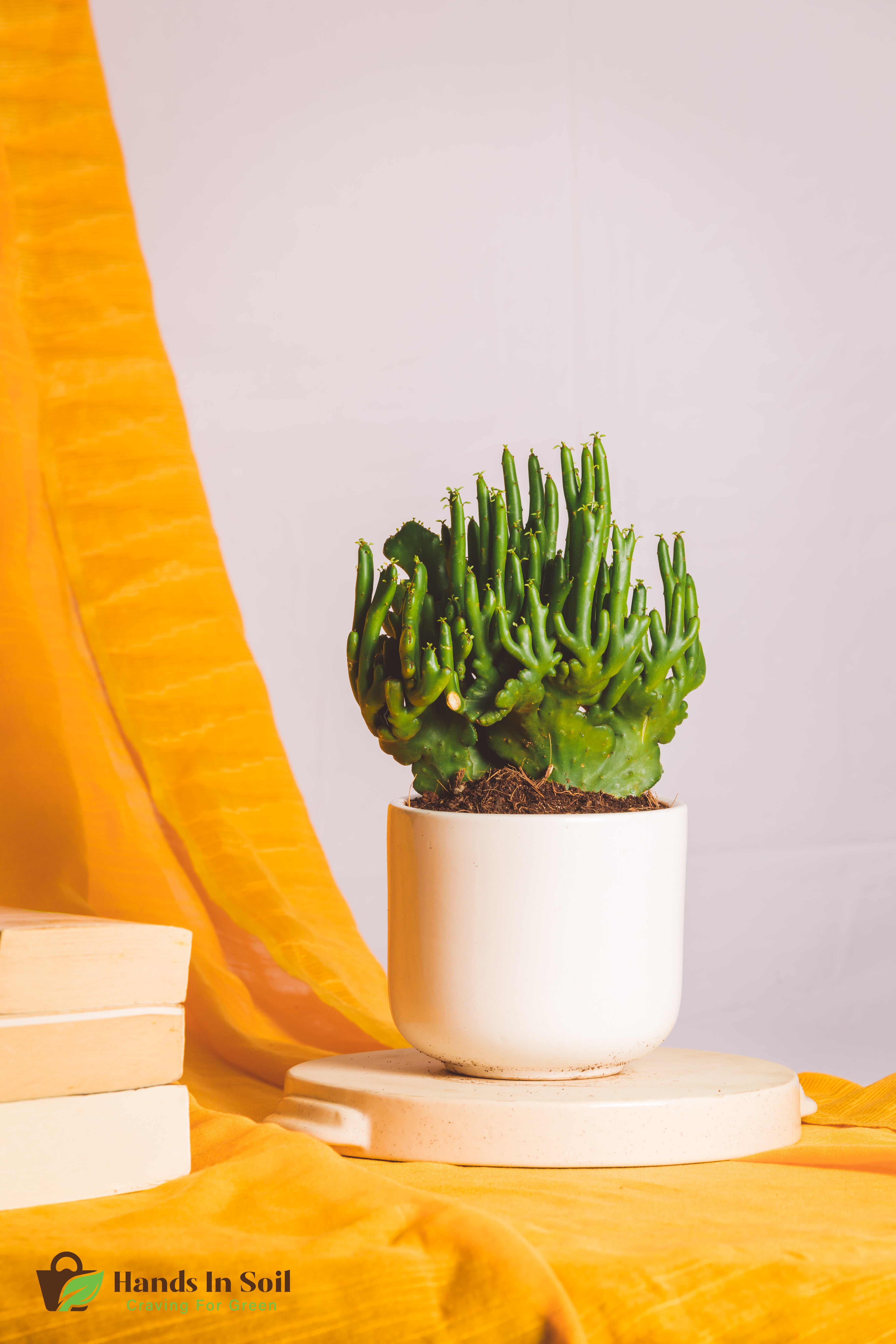 Euphorbia Leucodendron Cristata