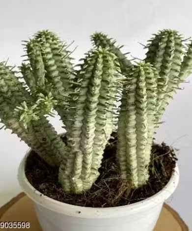 Euphorbia Mammillaria Variegated