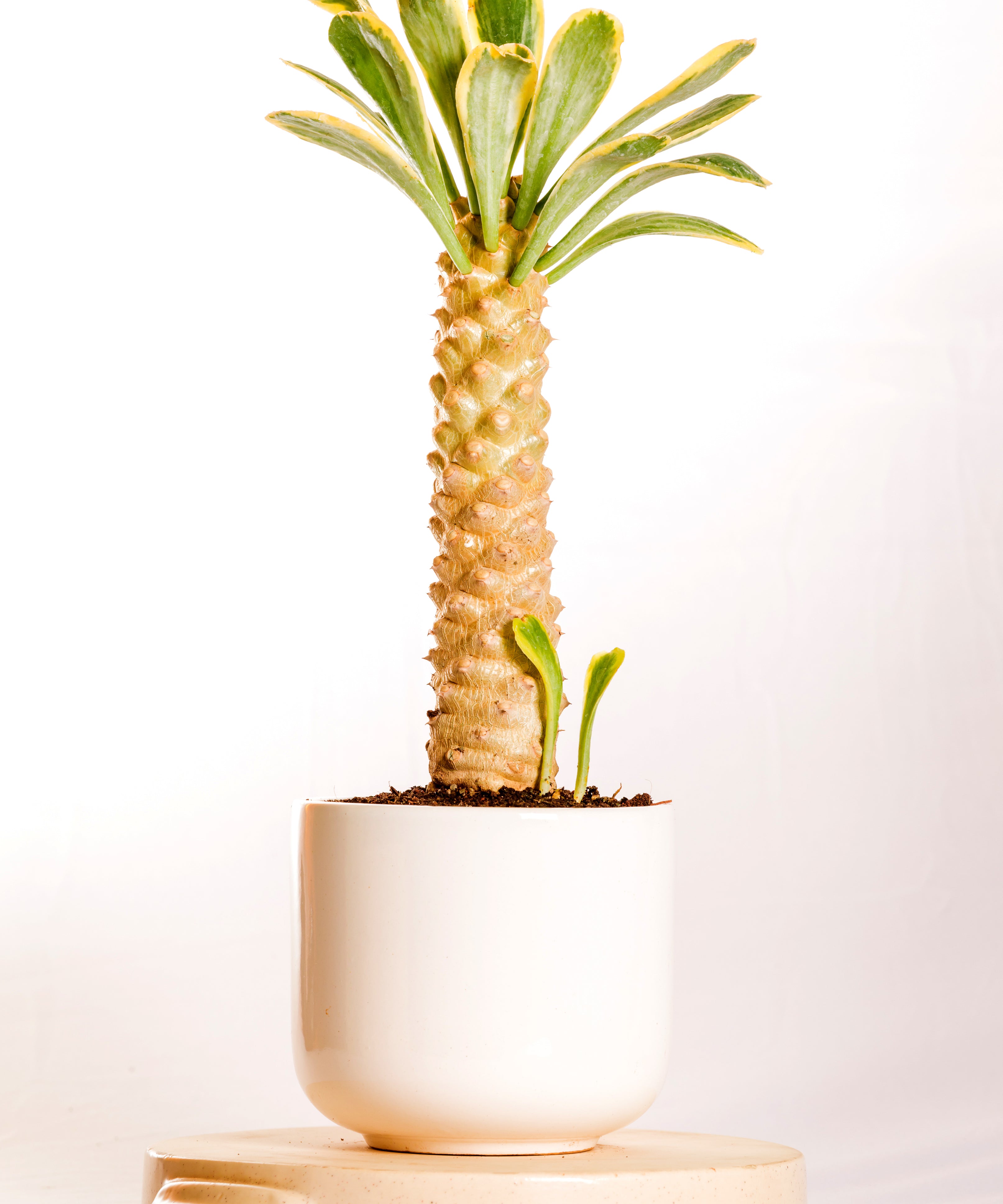 Euphorbia Poissonii Variegated