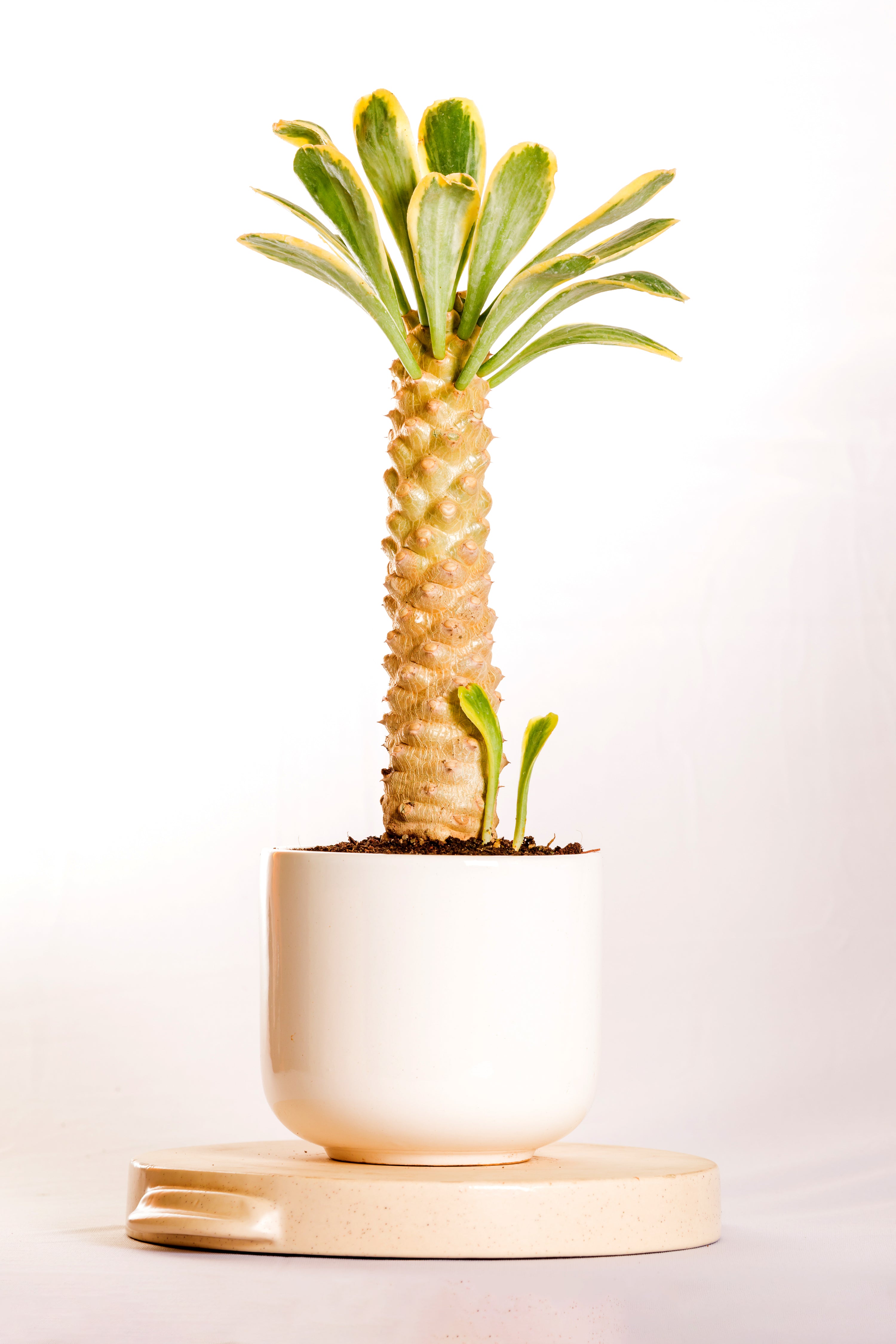 Euphorbia Poissonii Variegated