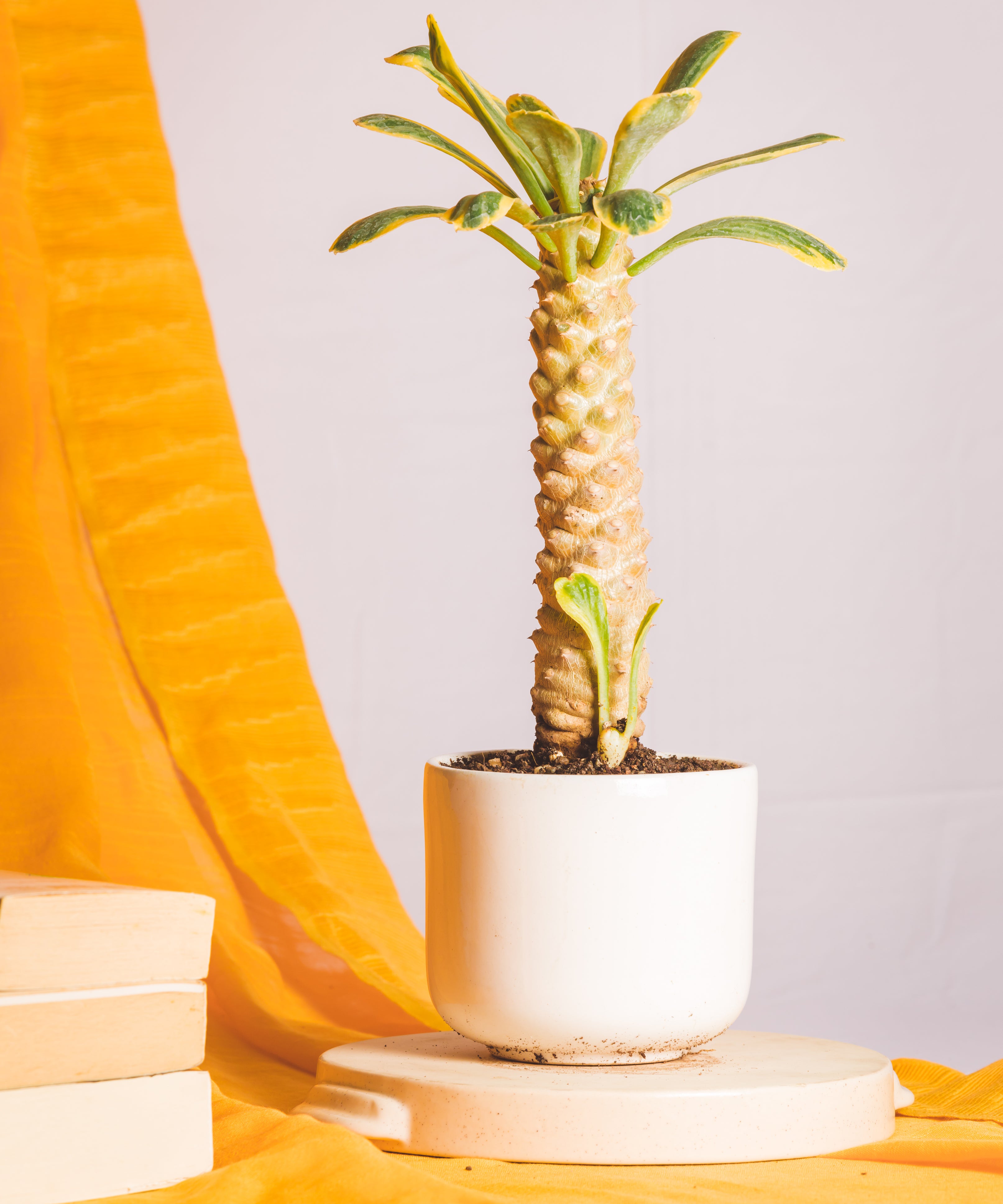 Euphorbia Poissonii Variegated