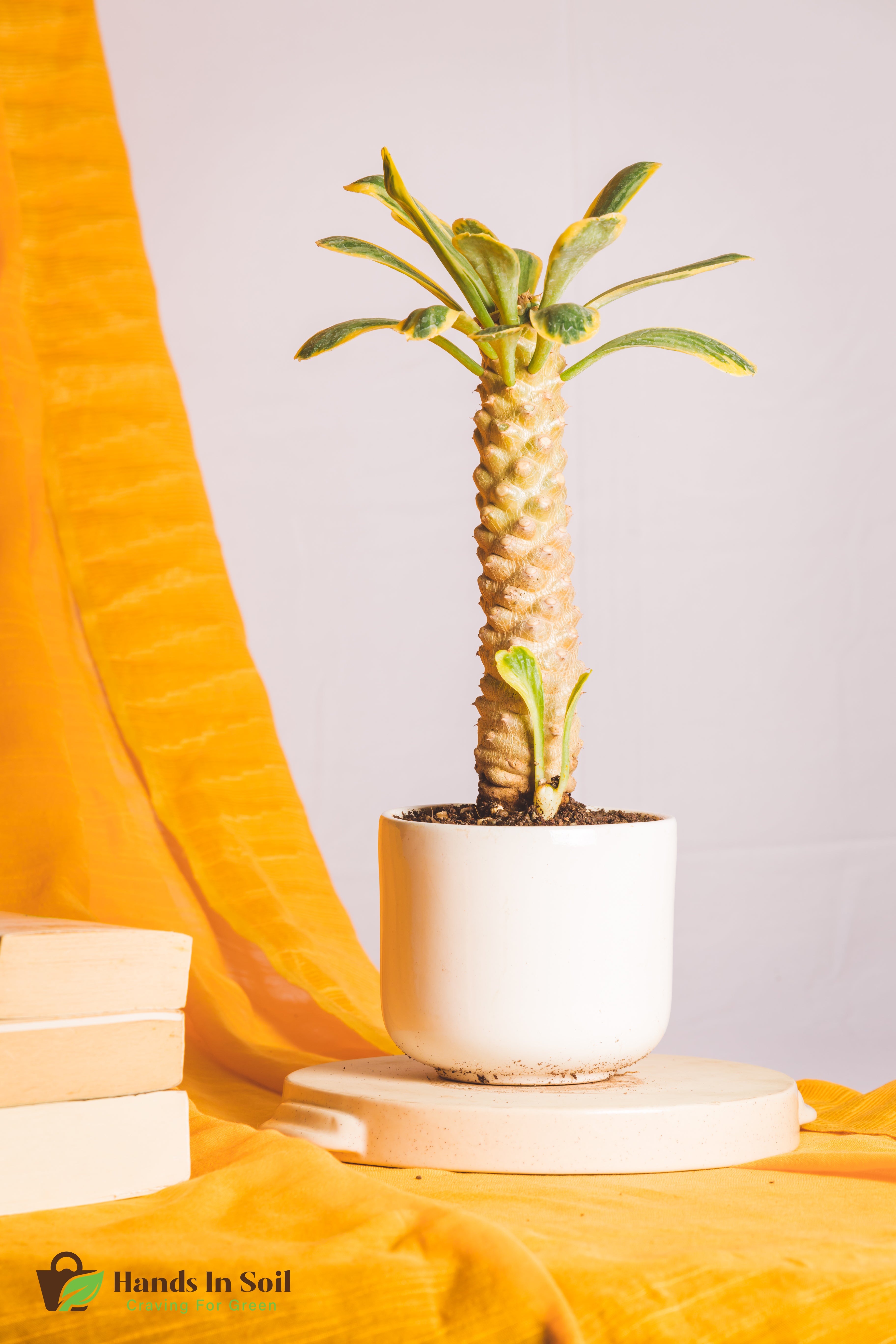 Euphorbia Poissonii Variegated