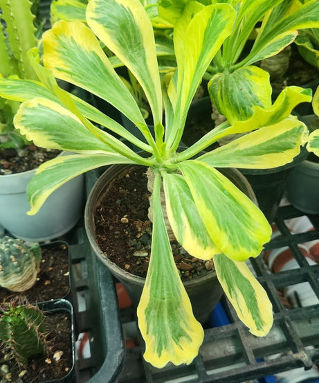 
Euphorbia Poissonii Variegated