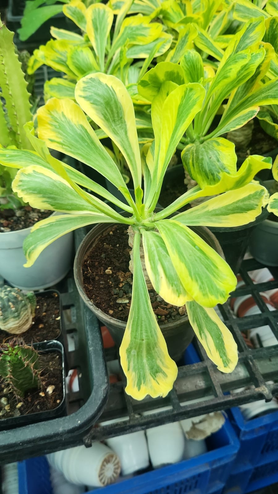 
Euphorbia Poissonii Variegated