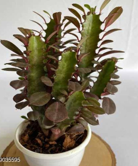 Euphorbia Trigona CV Royal Red Rudra Live Plant