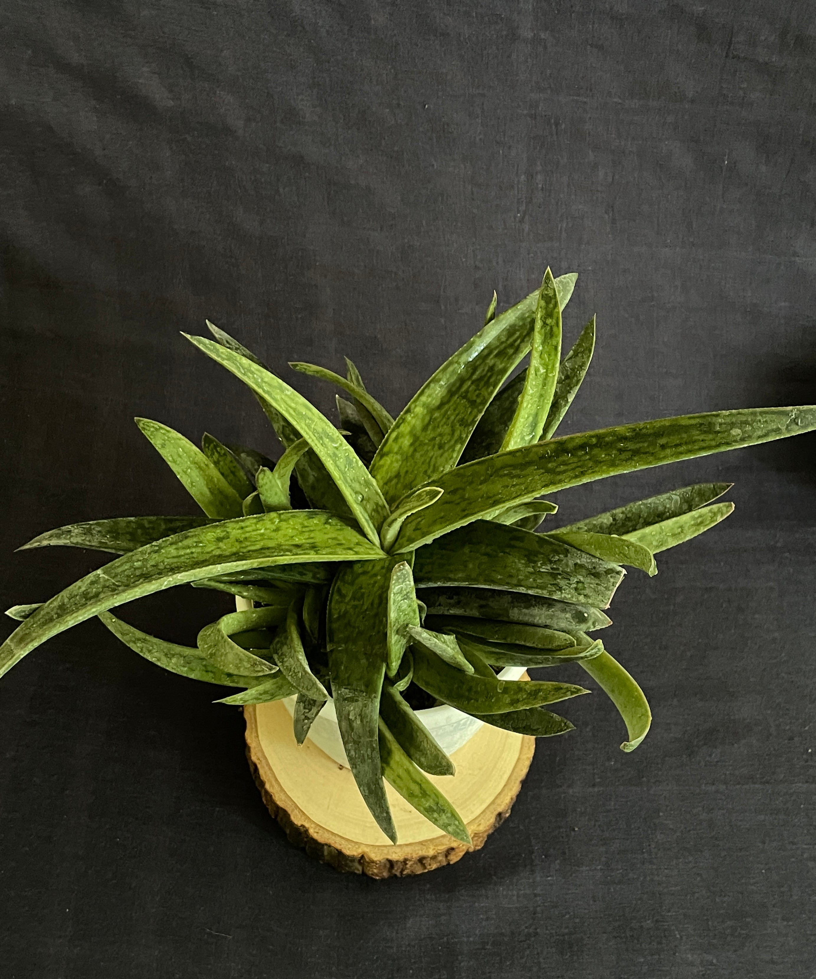 Gasteraloe Hybrid
