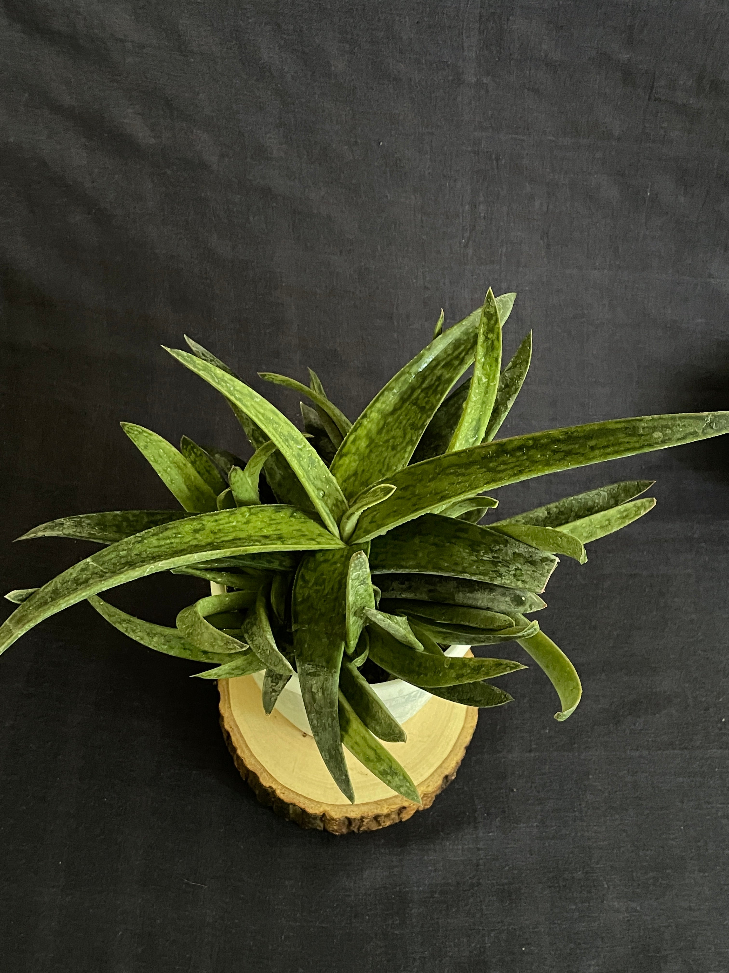 Gasteraloe Hybrid