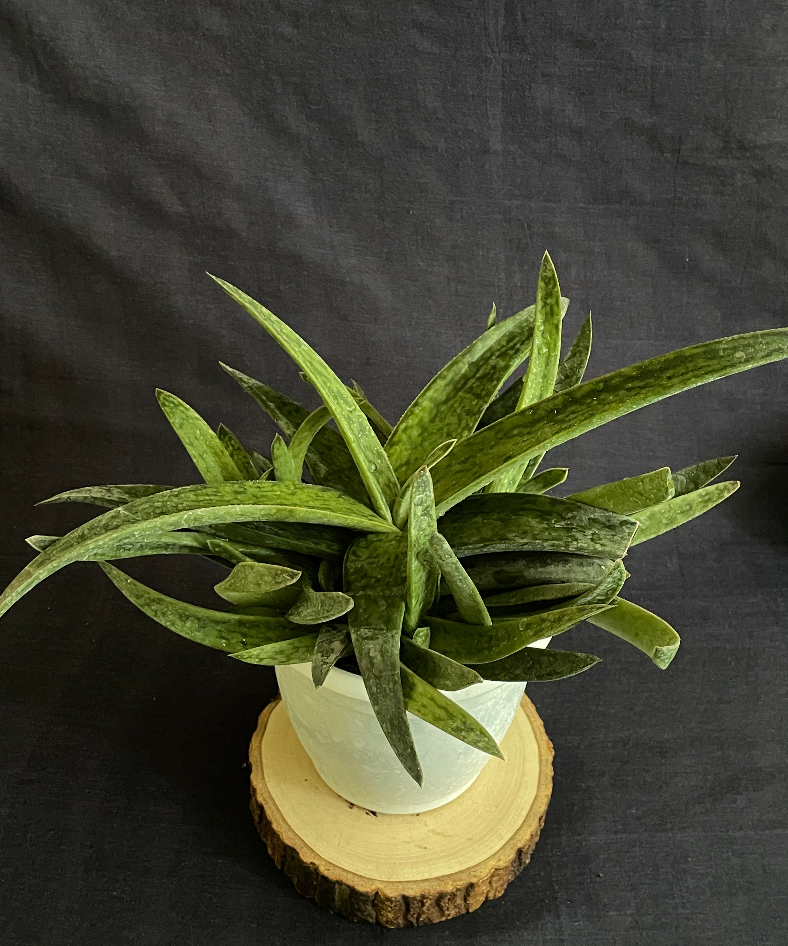 Gasteraloe Hybrid