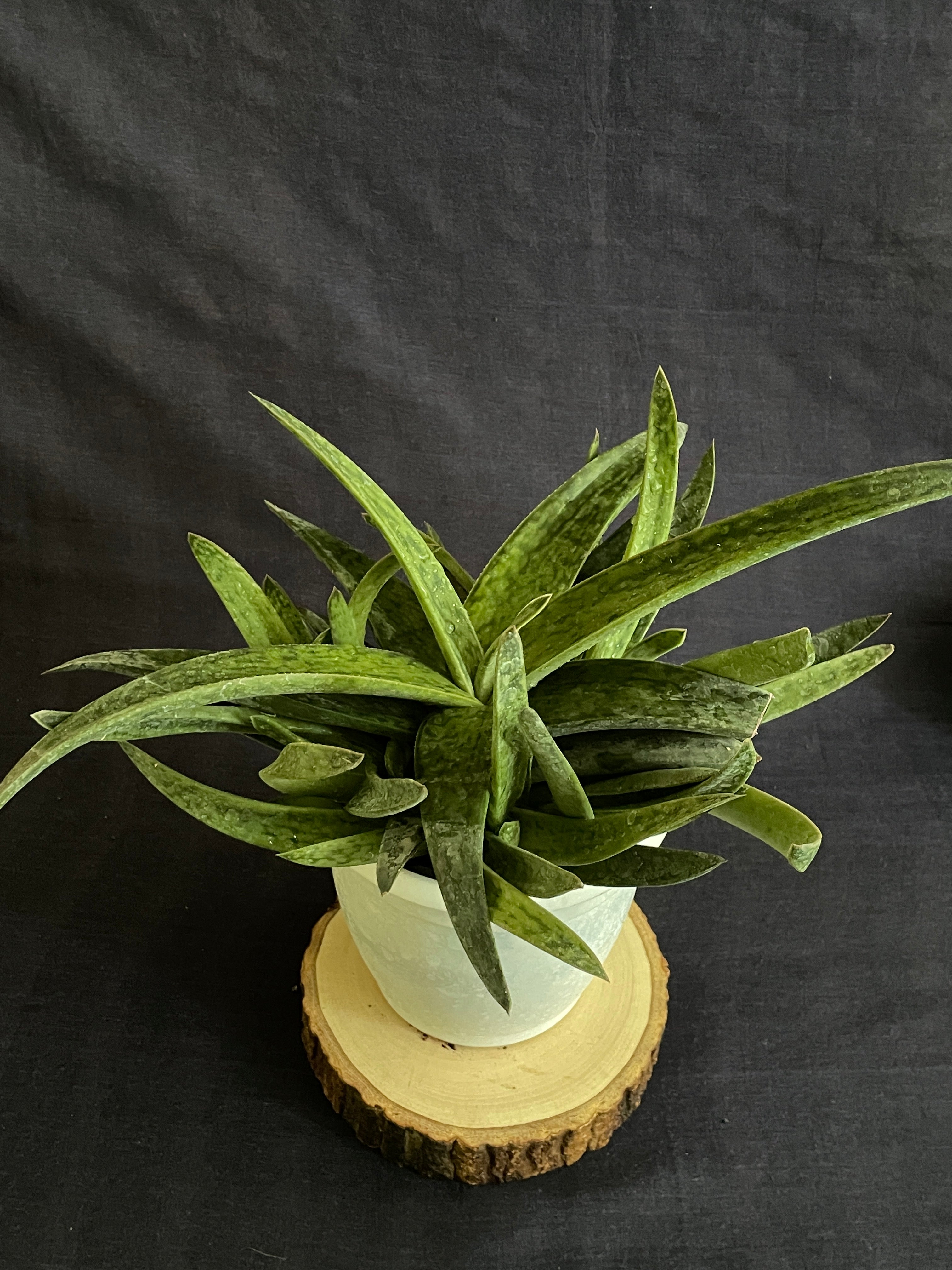 Gasteraloe Hybrid