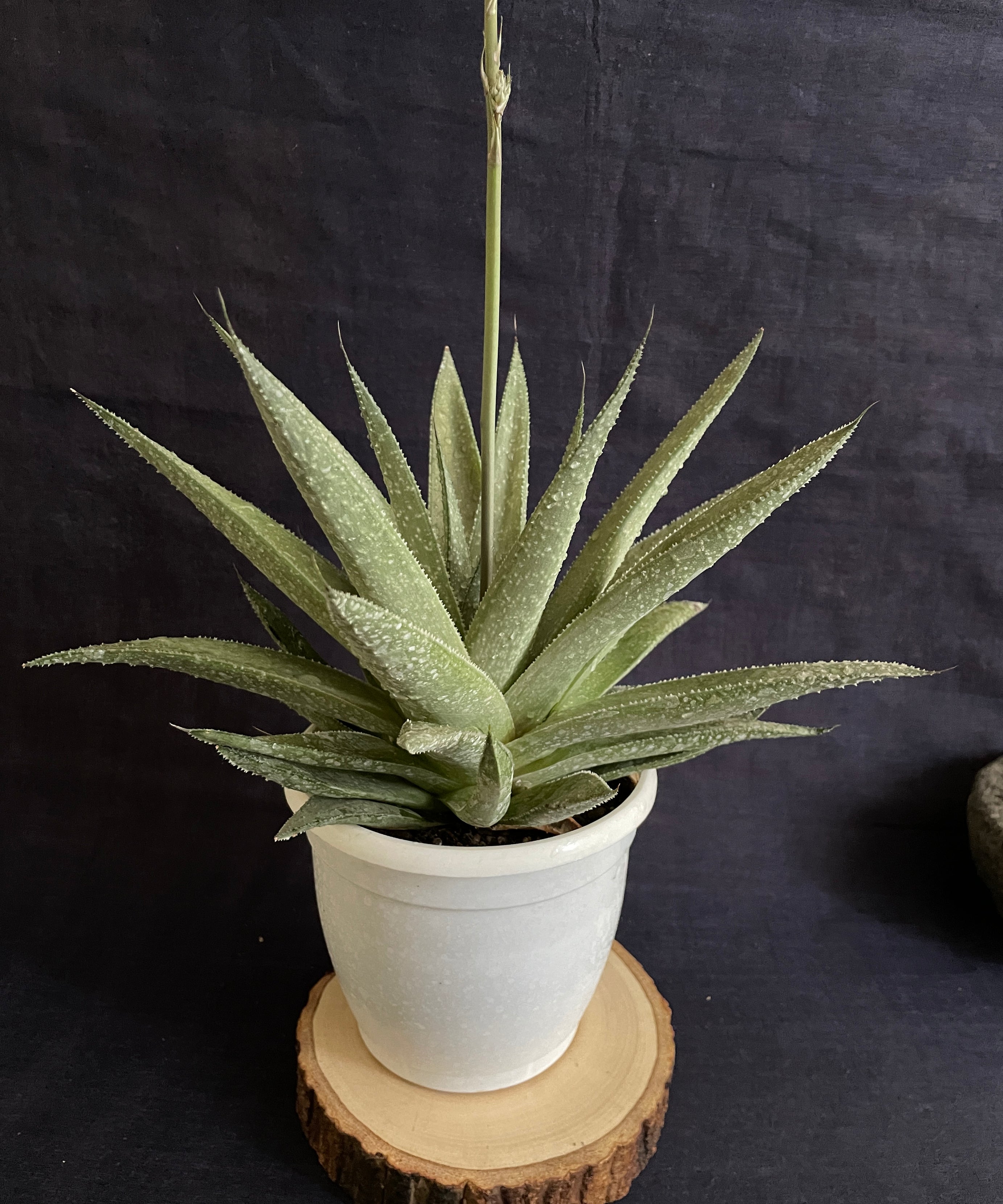 Gasteraloe Silver Swirl