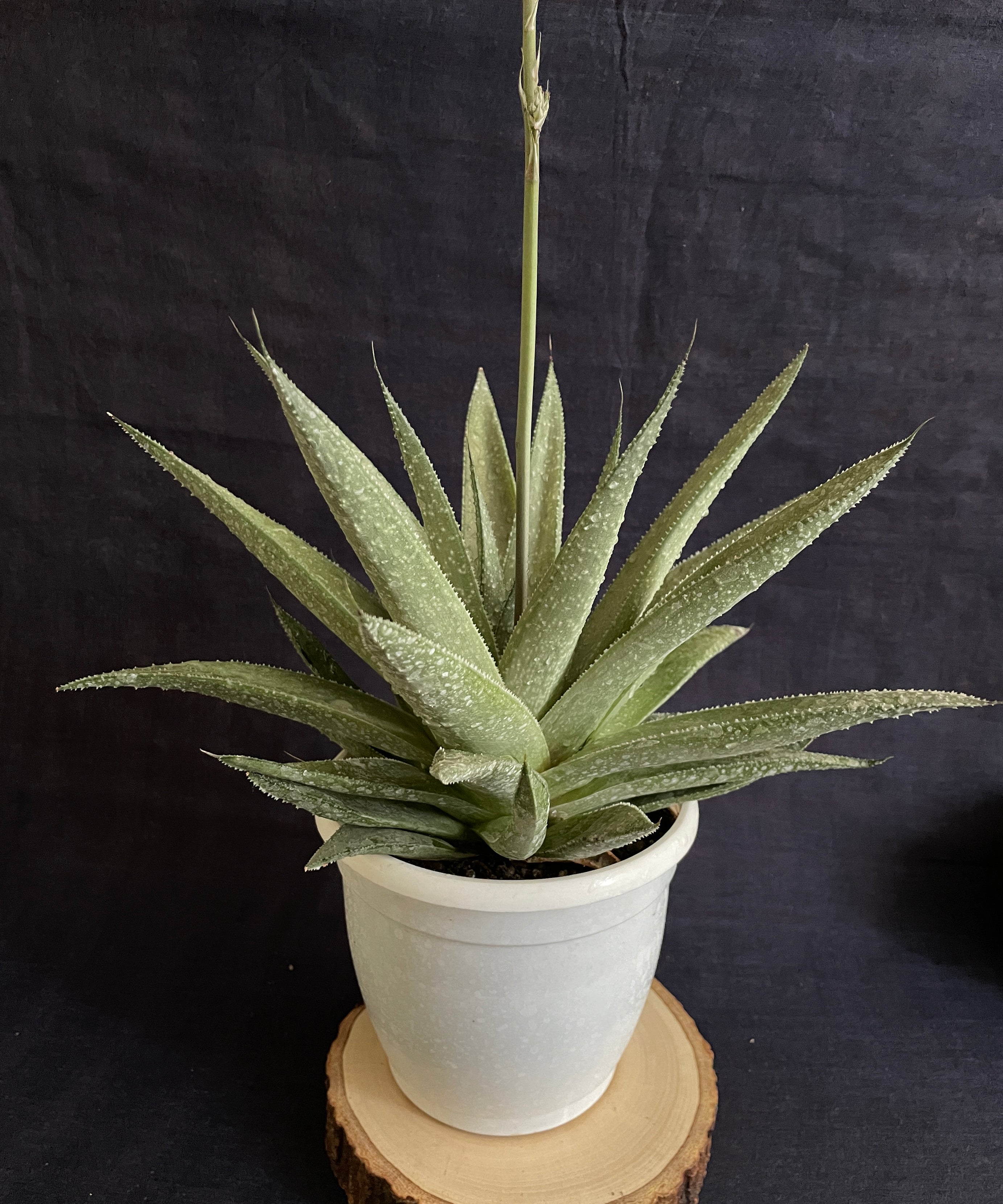 Gasteraloe Silver Swirl