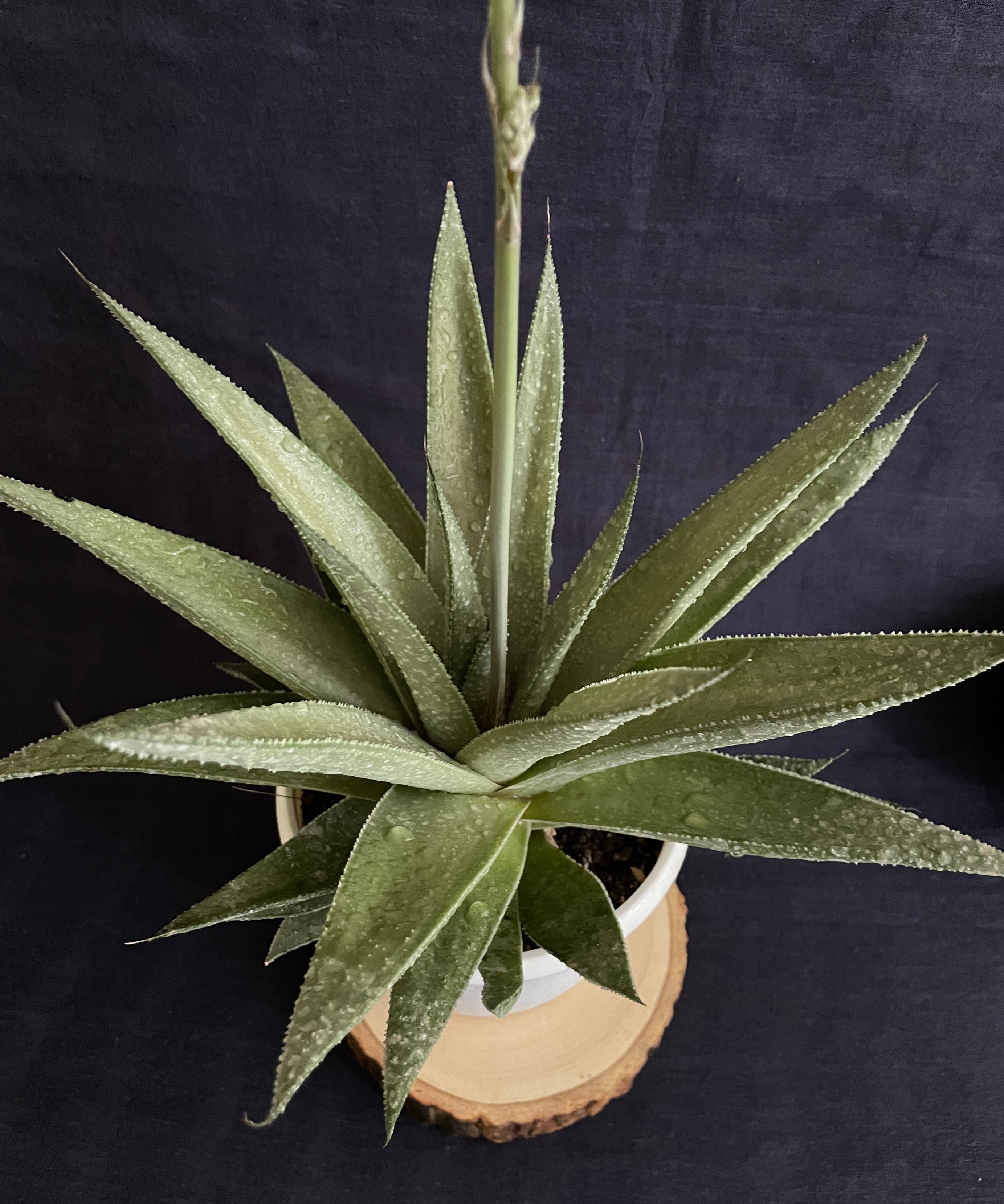Gasteraloe Silver Swirl