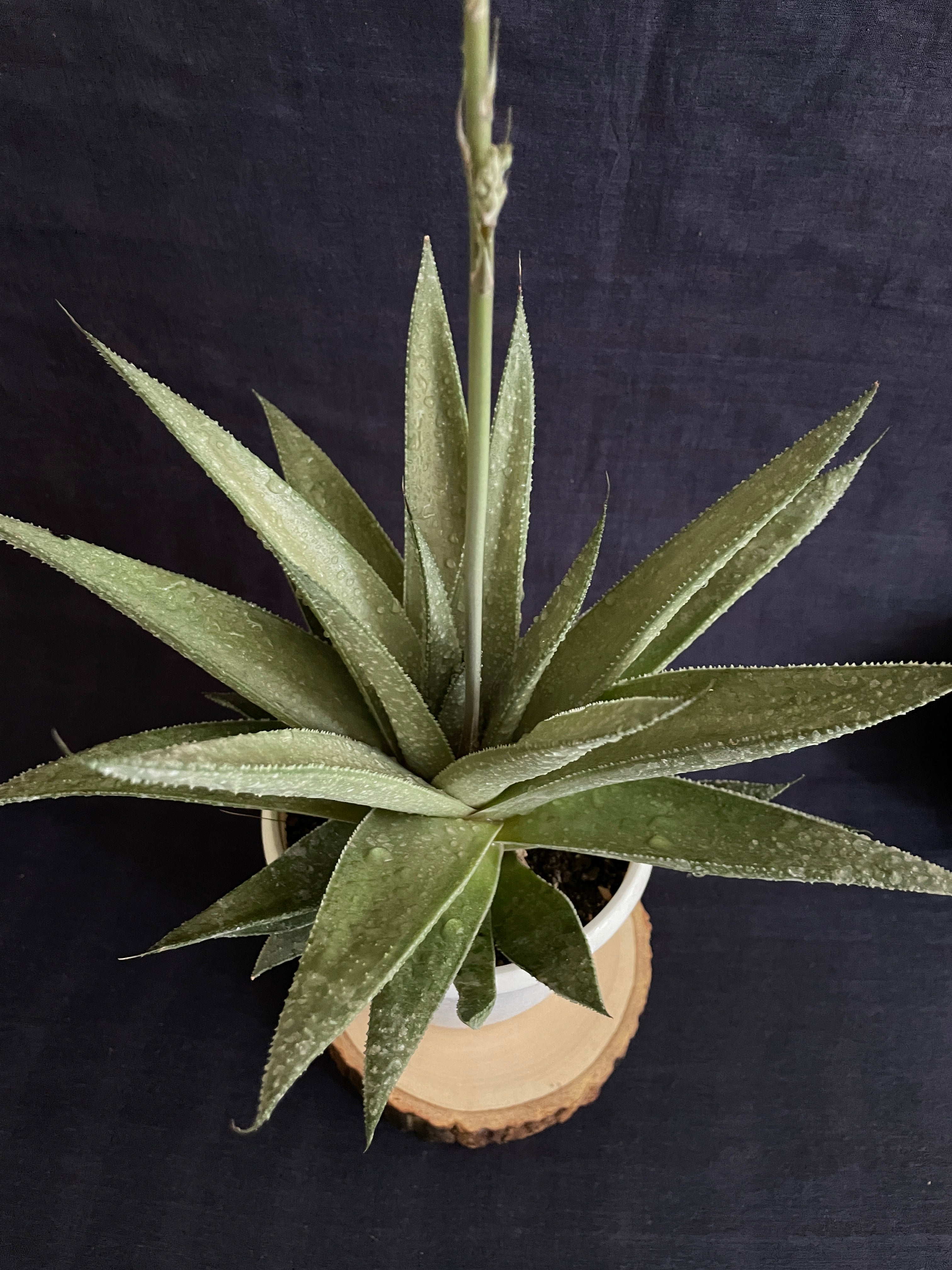 Gasteraloe Silver Swirl