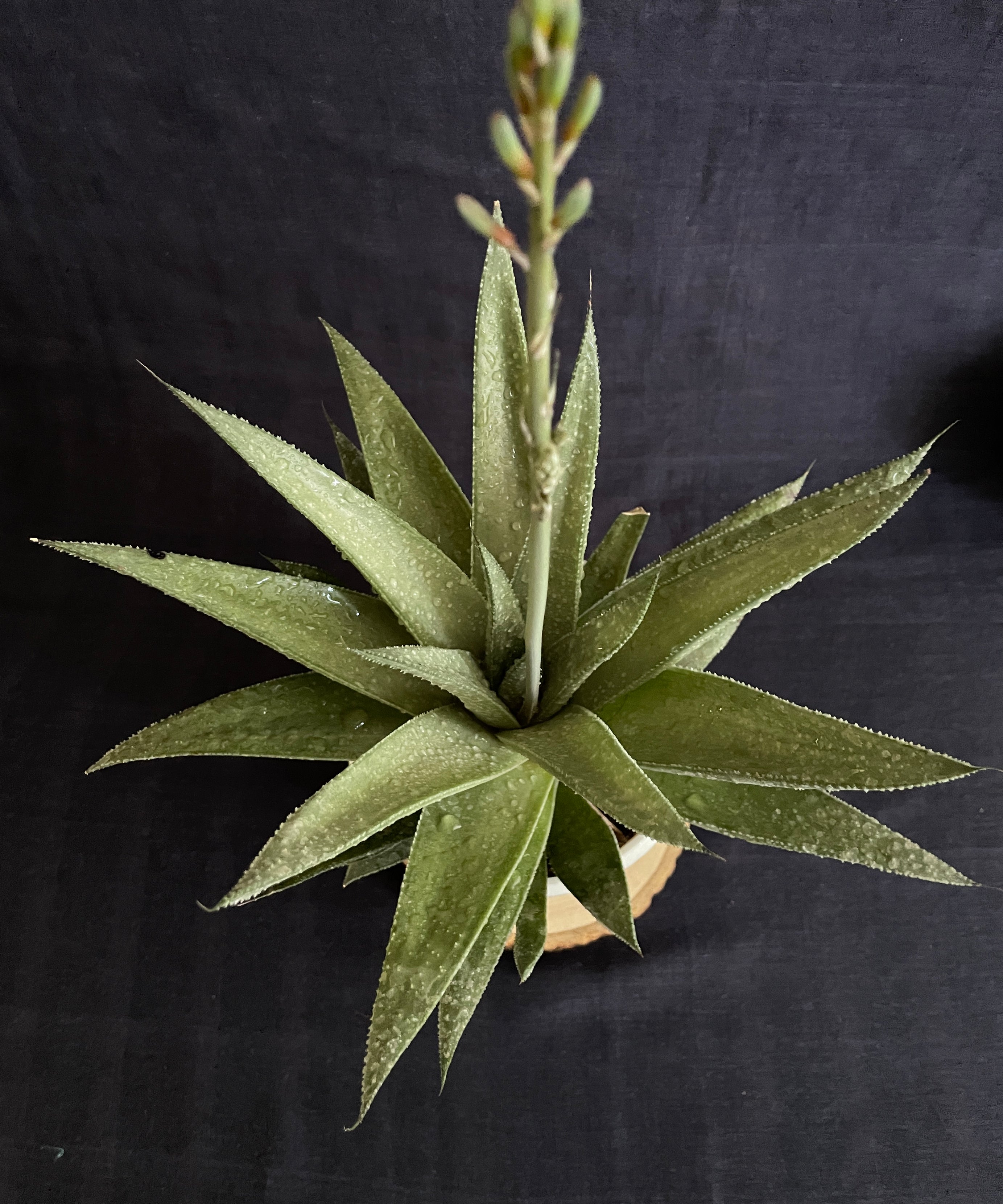 Gasteraloe Silver Swirl 