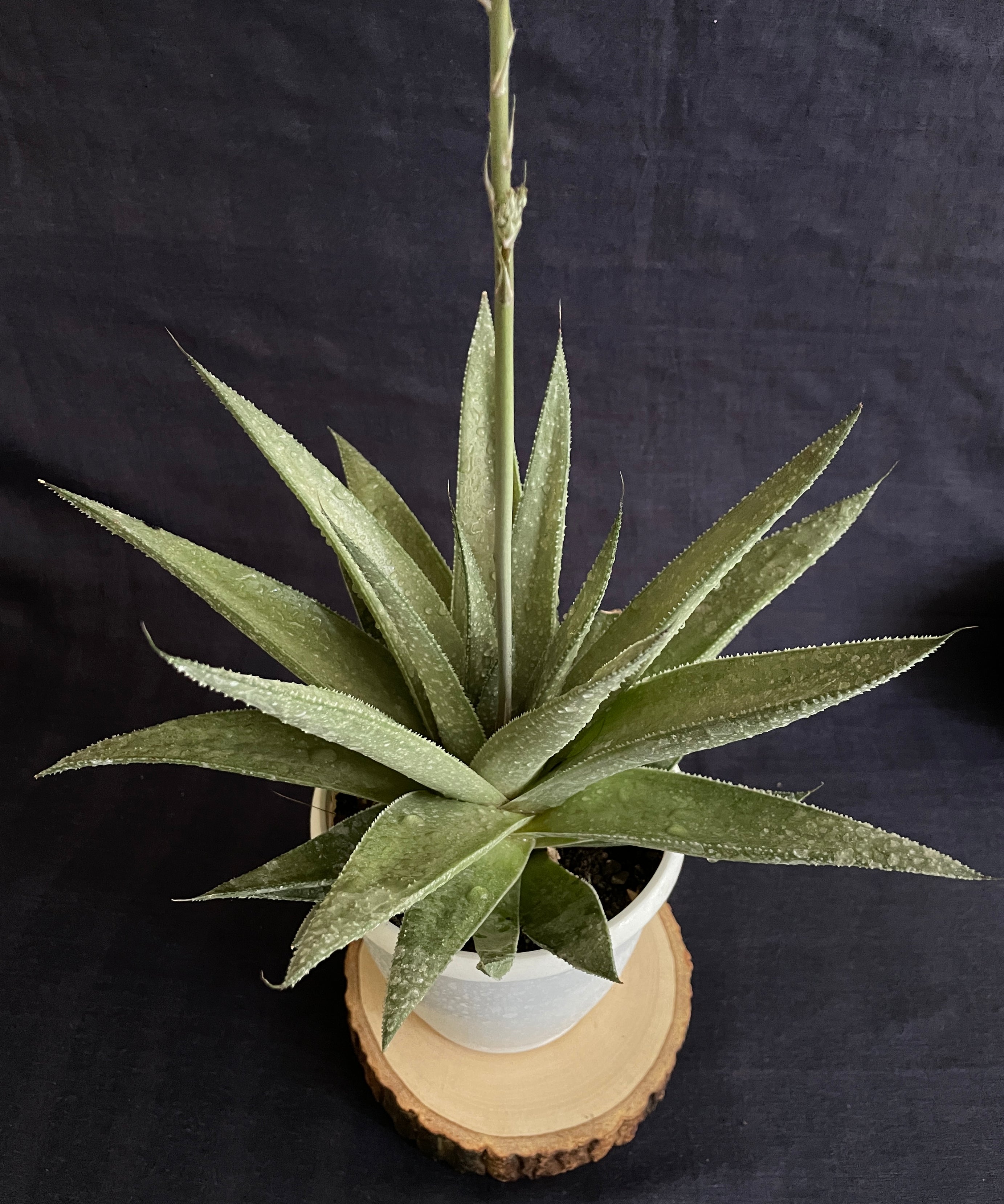 Gasteraloe Silver Swirl