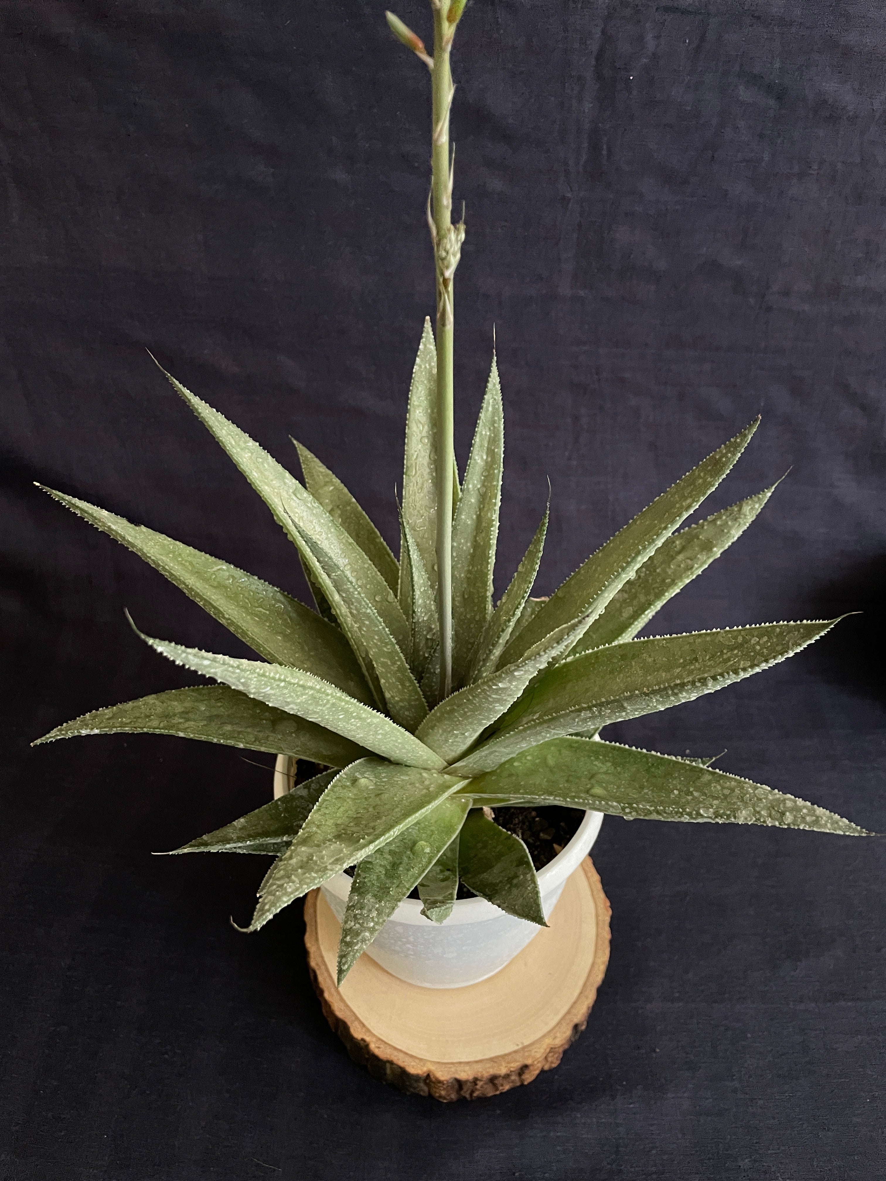 Gasteraloe Silver Swirl