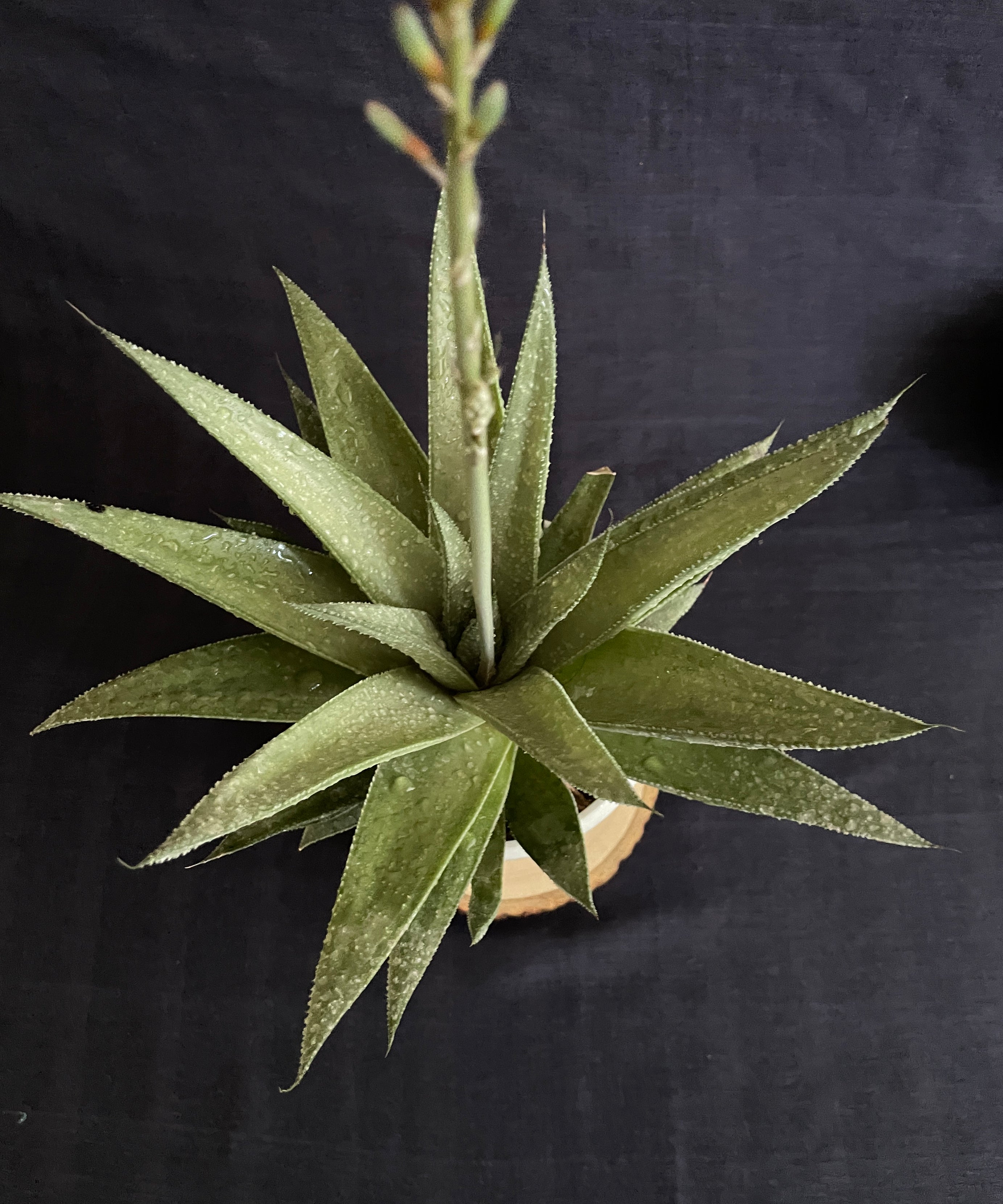 Gasteraloe Silver Swirl 