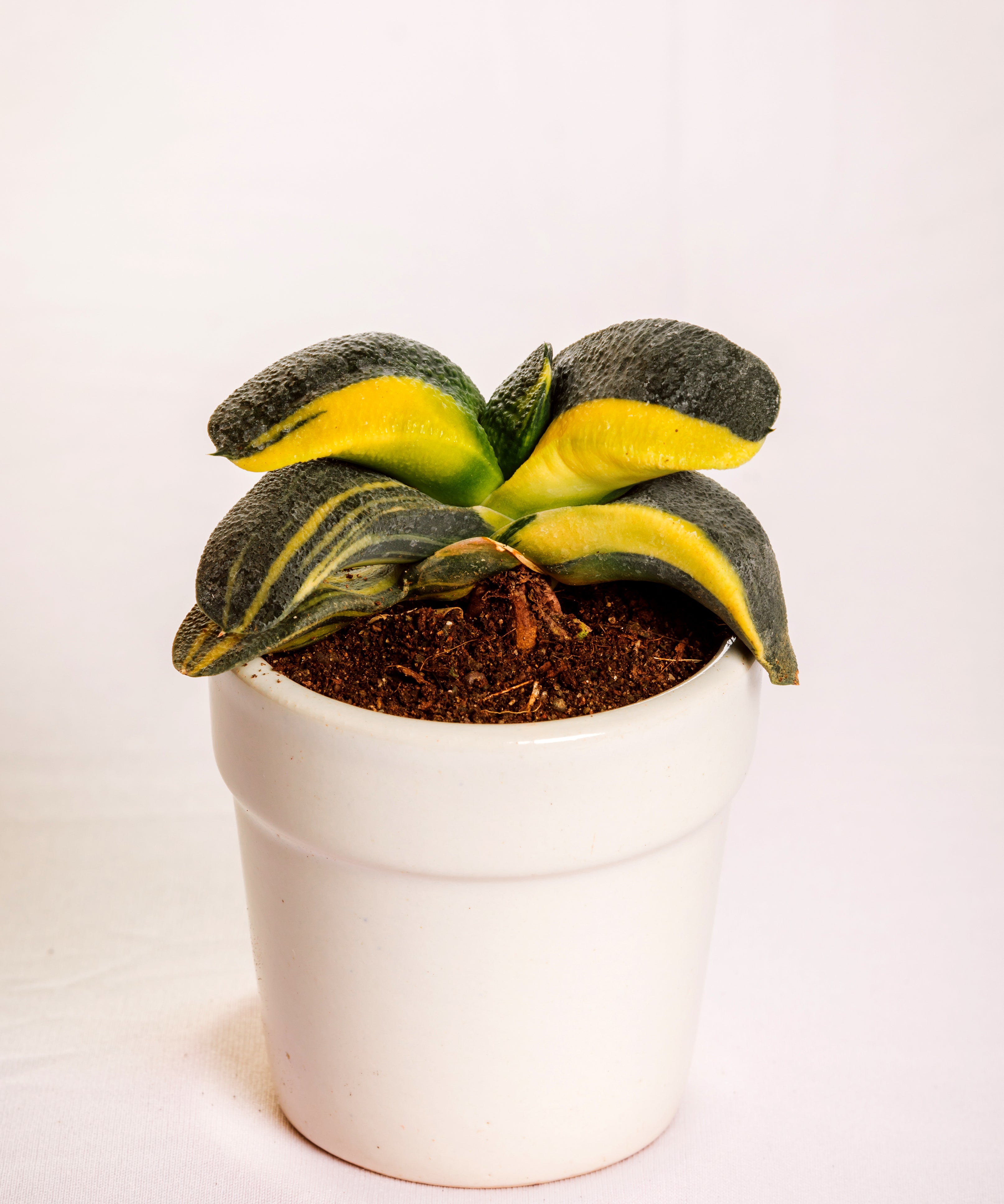Gasteria Armstrongii Varigated
