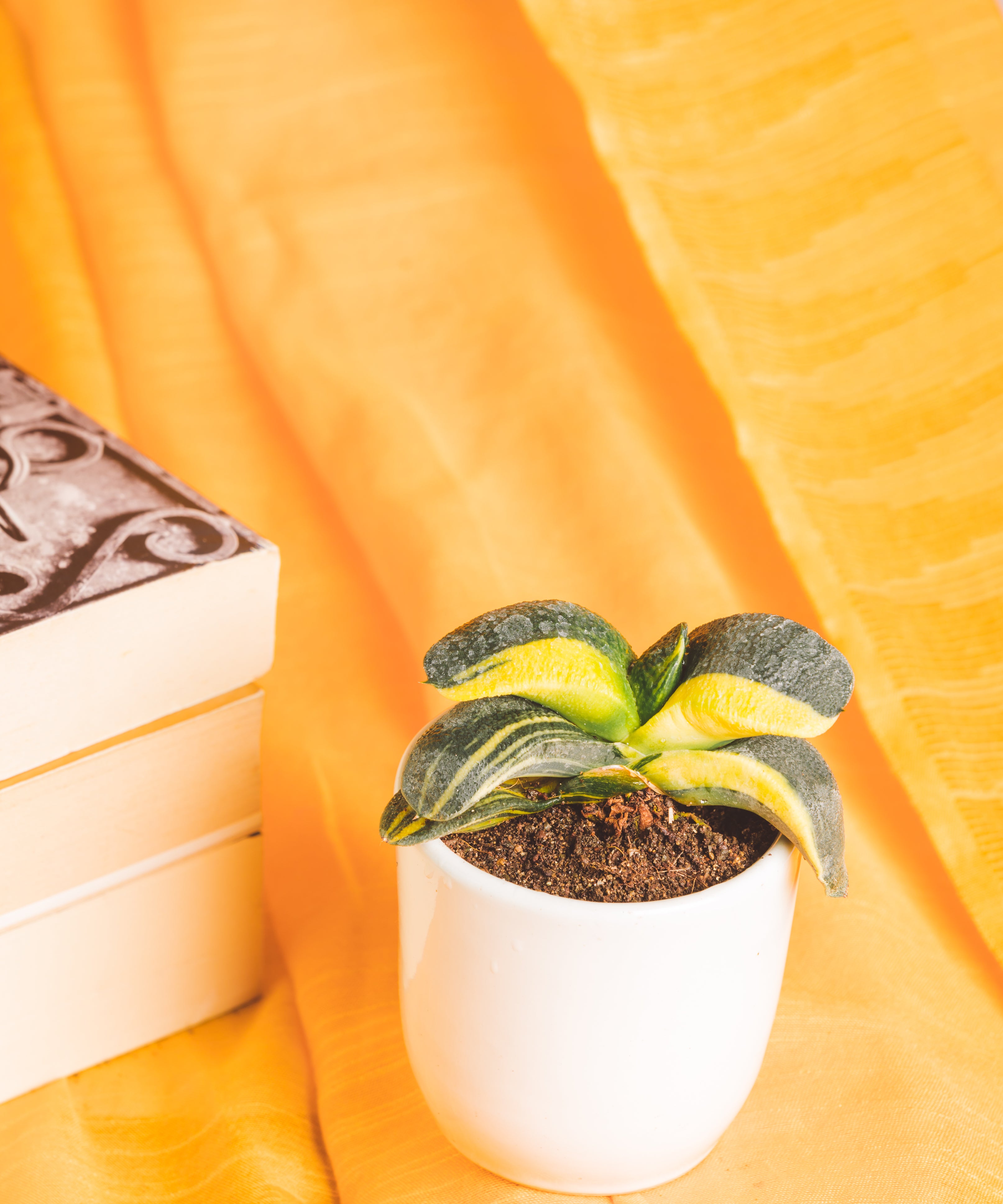 Gasteria Armstrongii Varigated