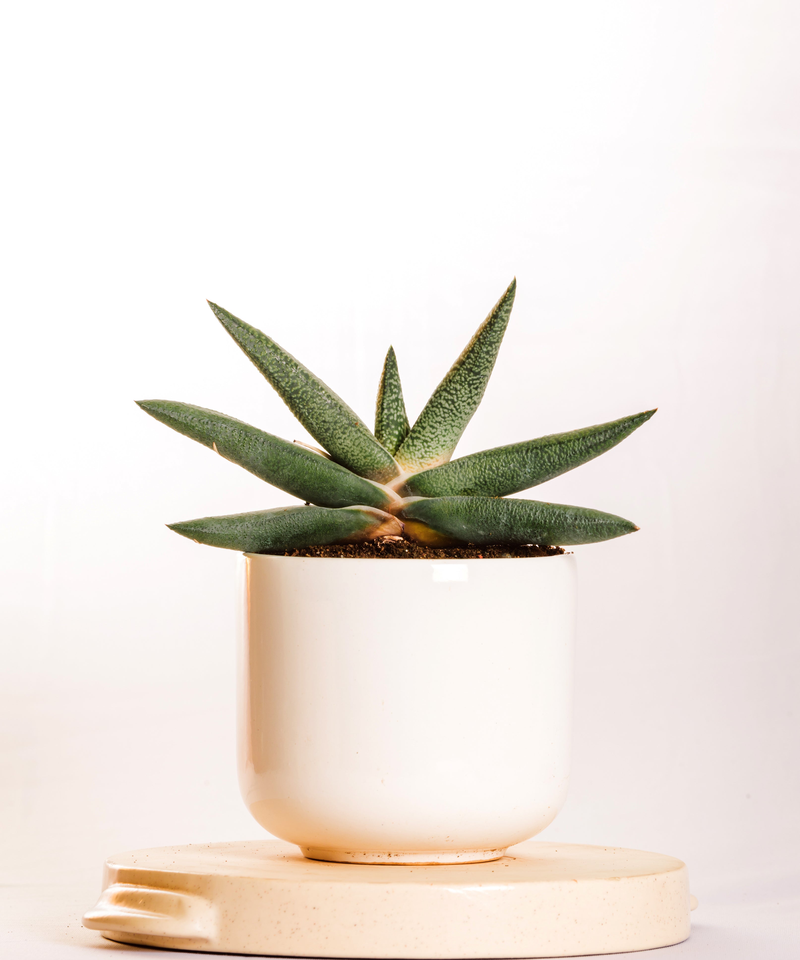 Gasteria Carinata Snow White Hybrid