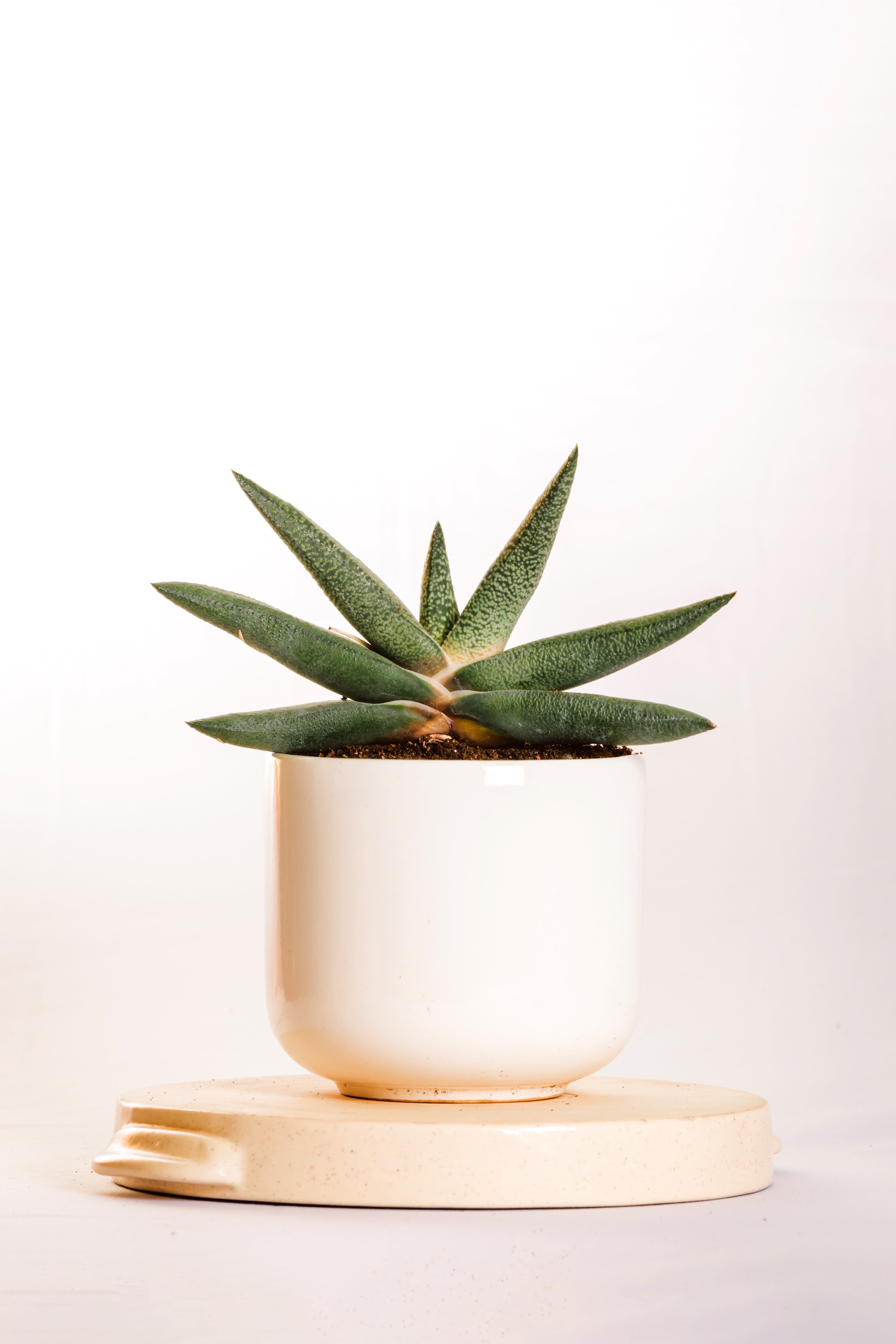 Gasteria Carinata Snow White Hybrid