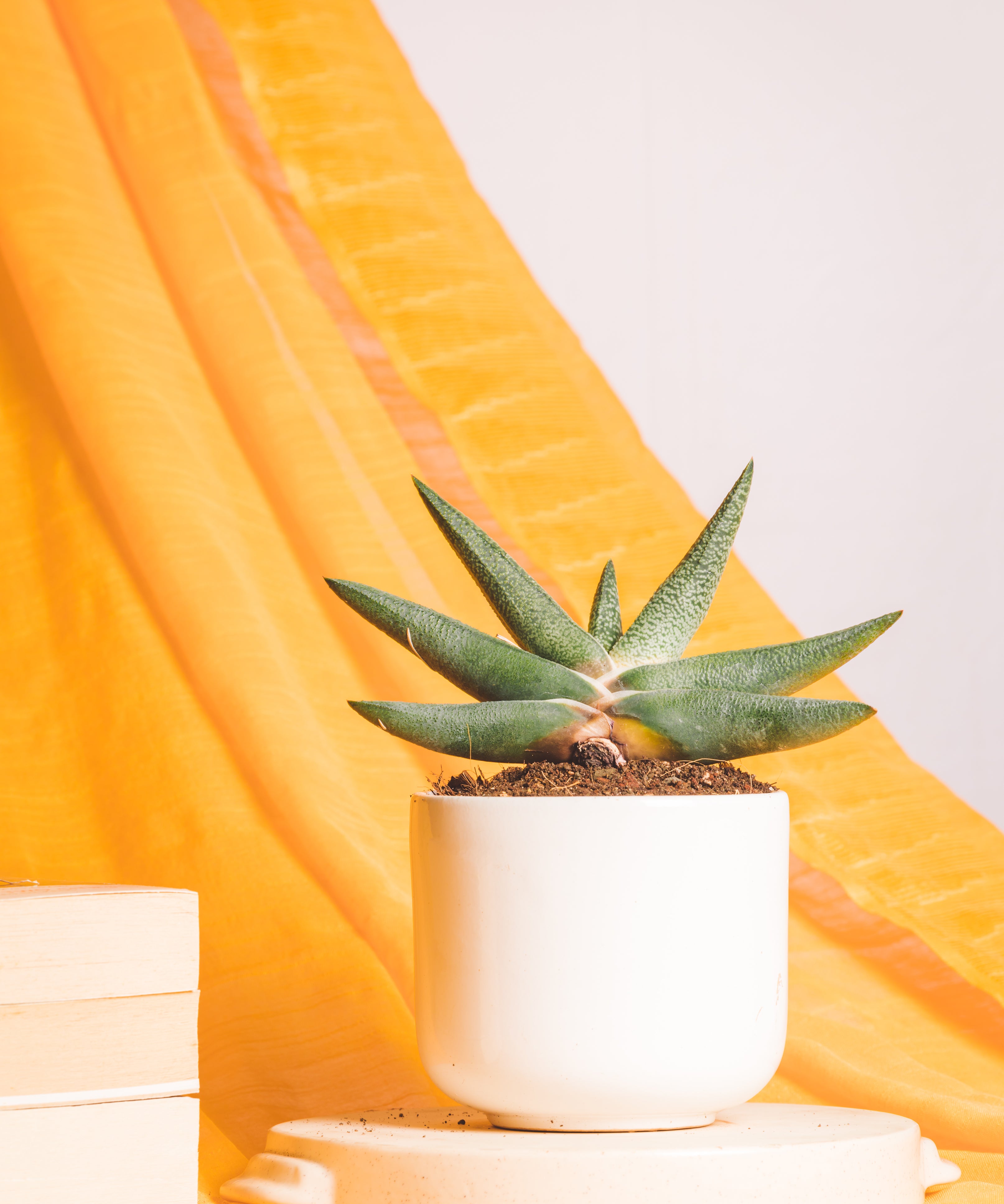 Gasteria Carinata Snow White Hybrid