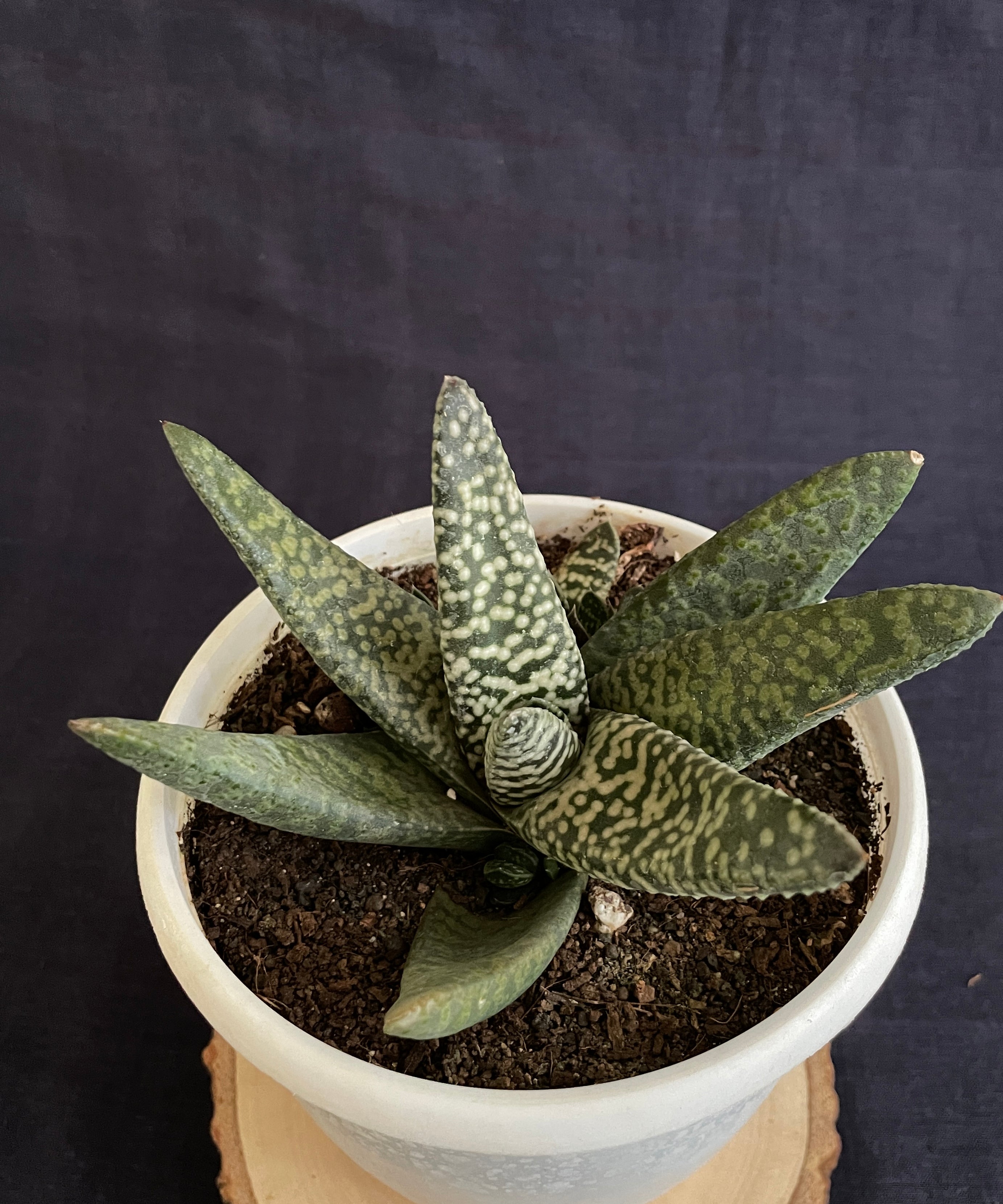 Gasteria Carinata Snowstorm