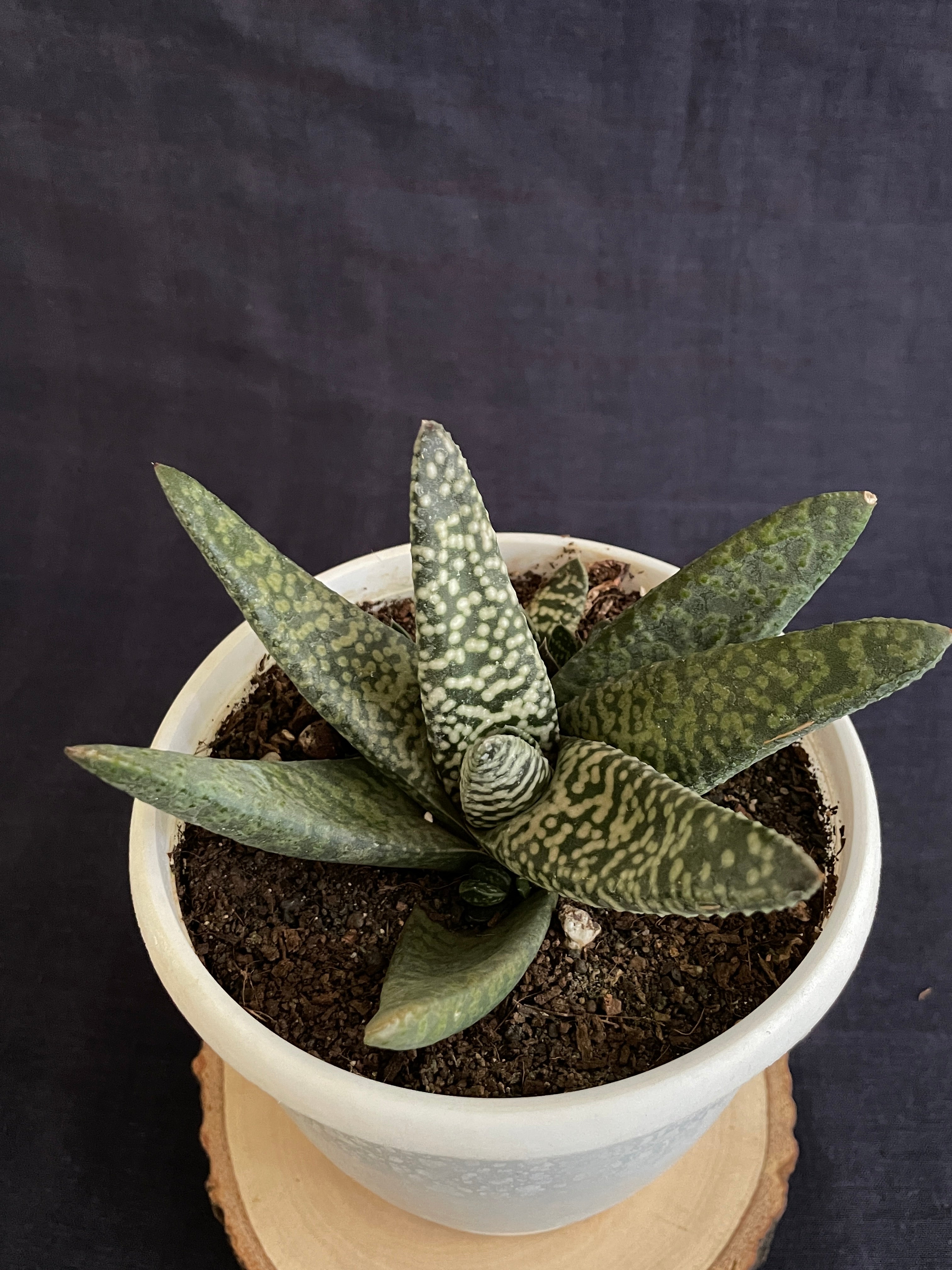 Gasteria Carinata Snowstorm