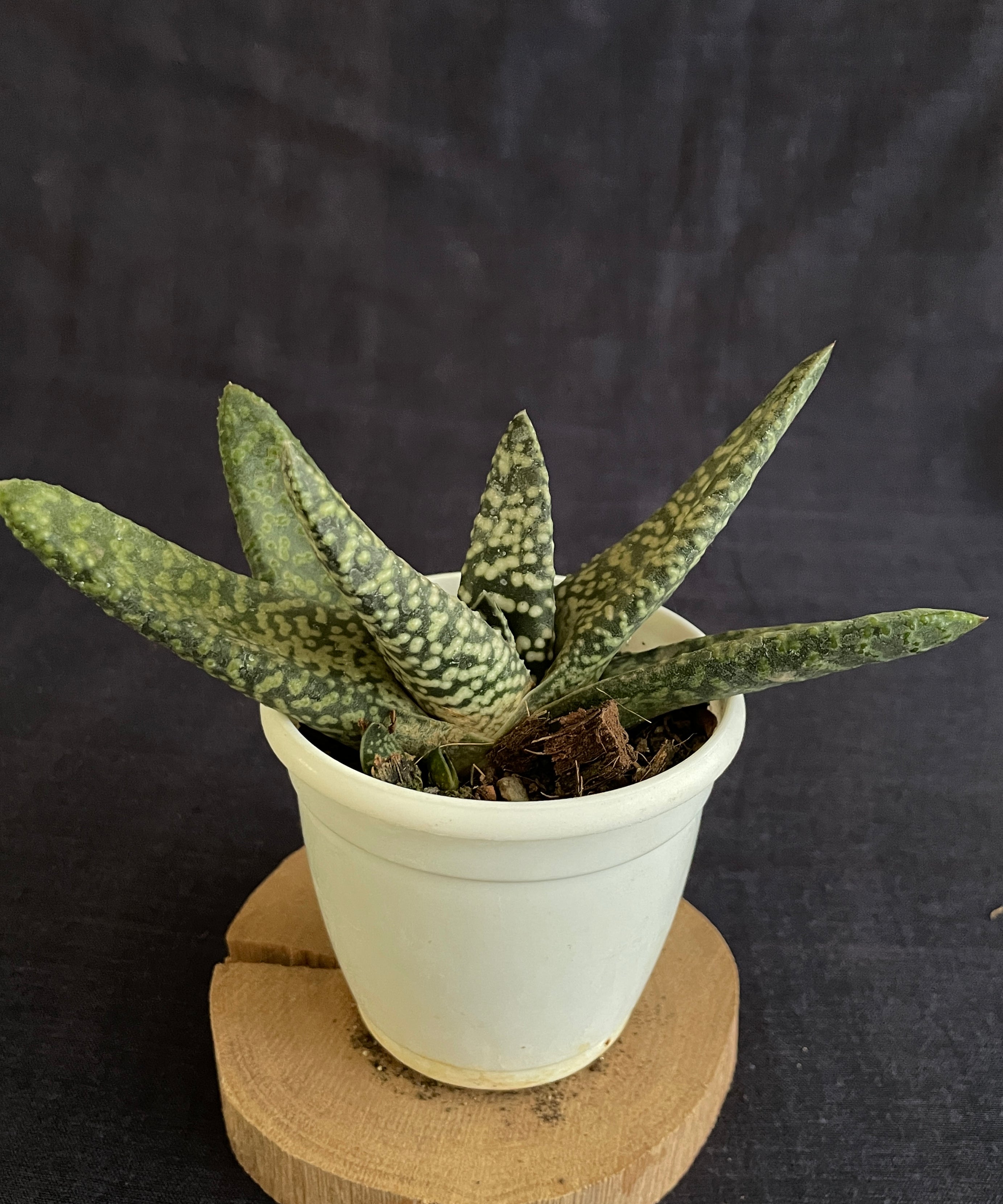 Gasteria Carinata Snowstorm