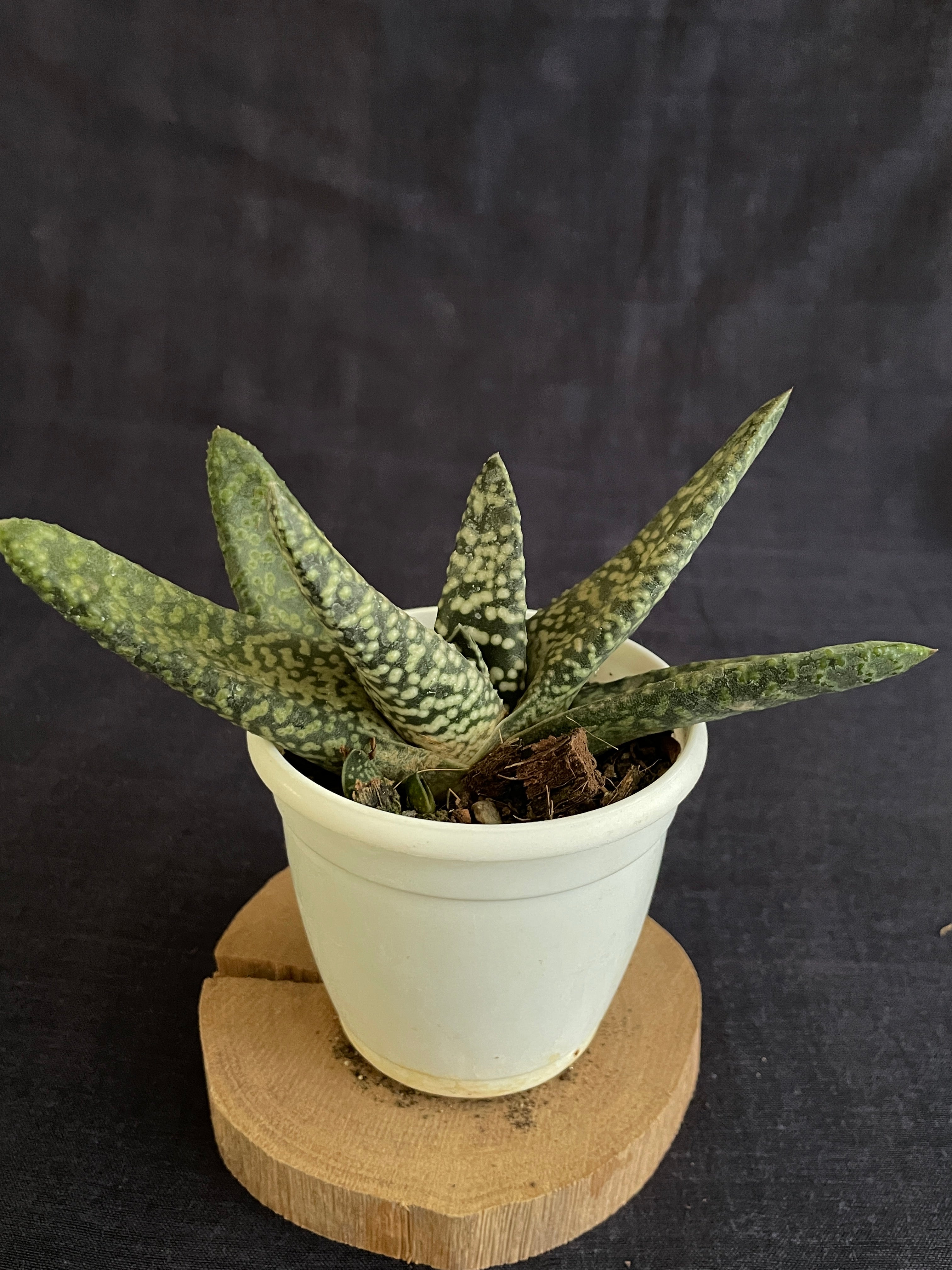 Gasteria Carinata Snowstorm