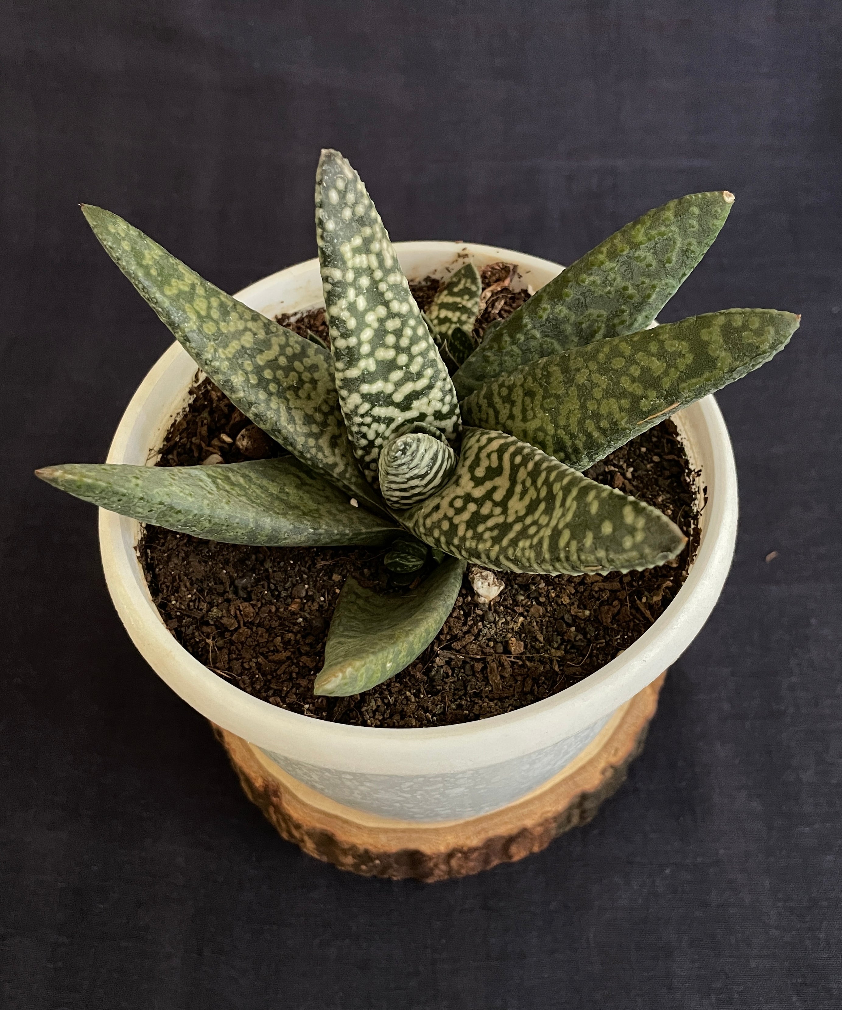 Gasteria Carinata Snowstorm