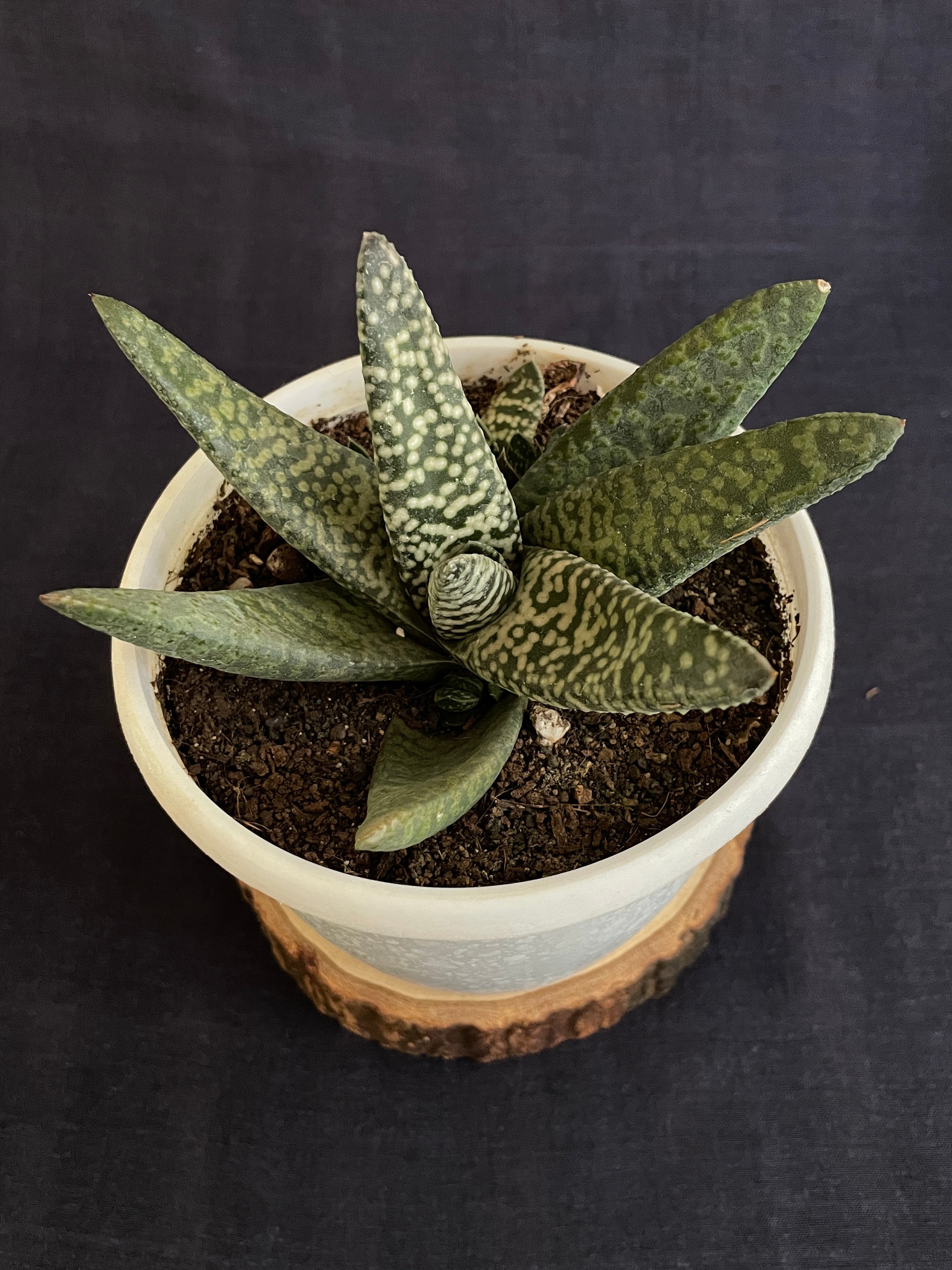 Gasteria Carinata Snowstorm