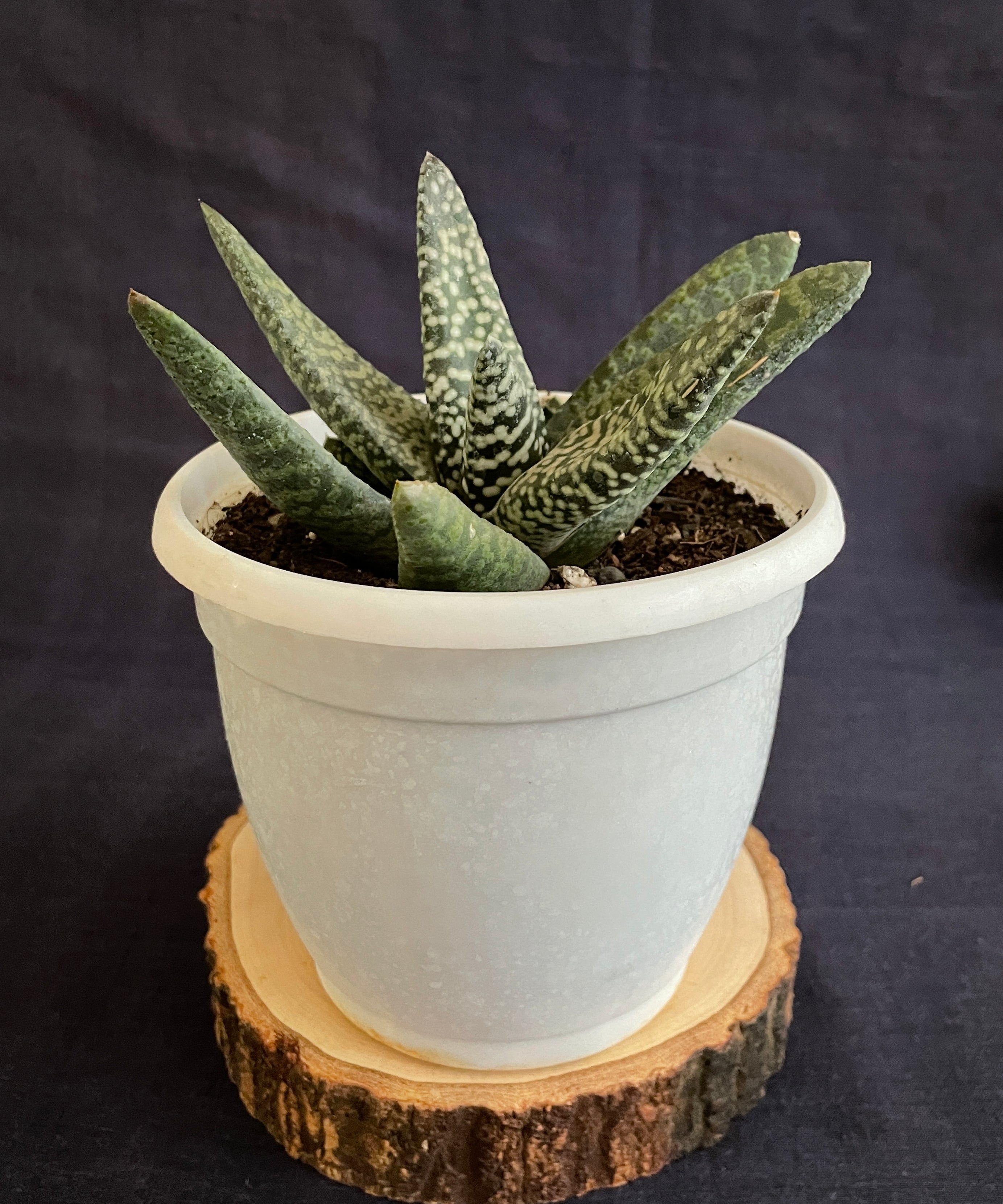 Gasteria Carinata Snowstorm