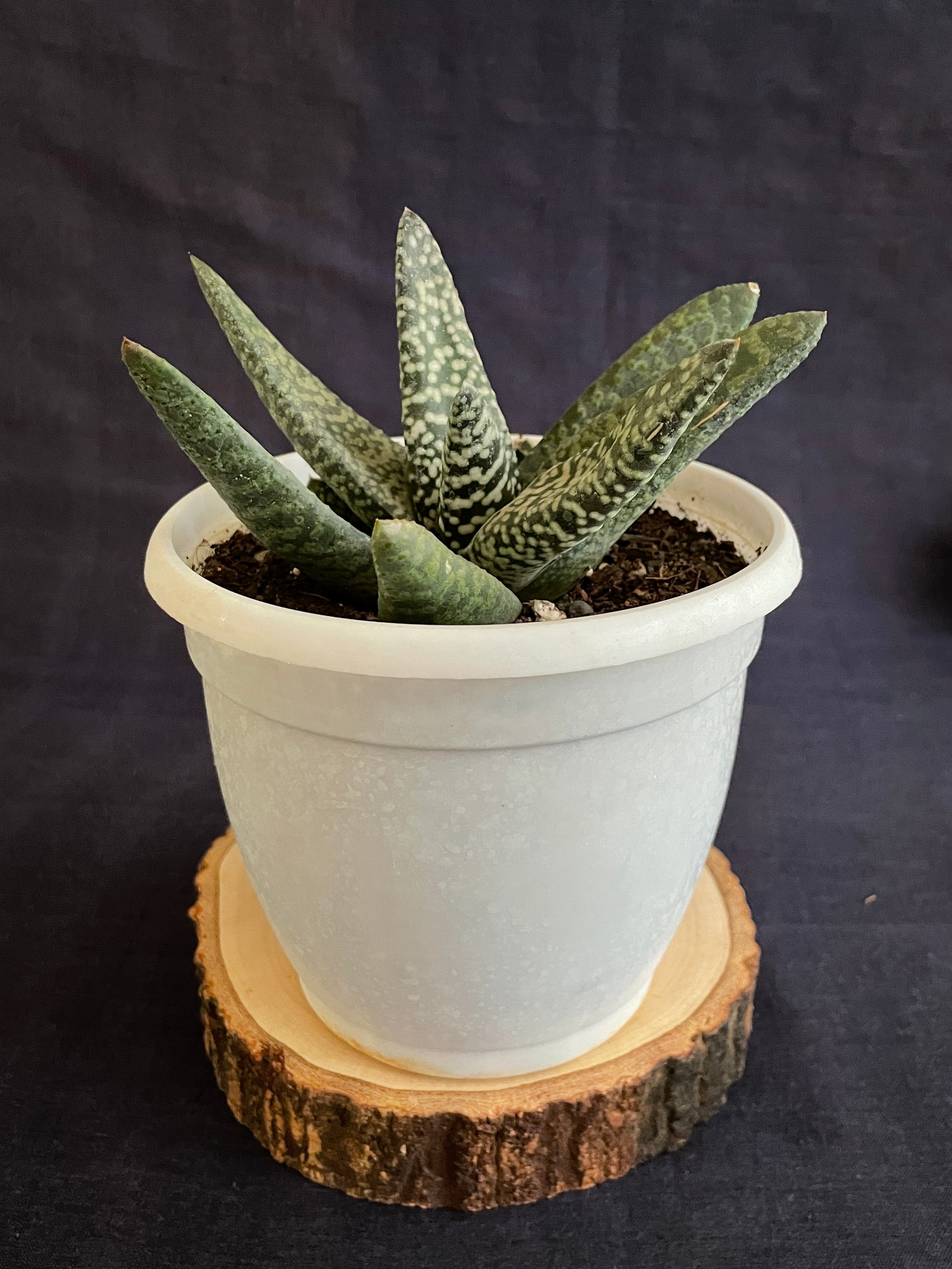 Gasteria Carinata Snowstorm