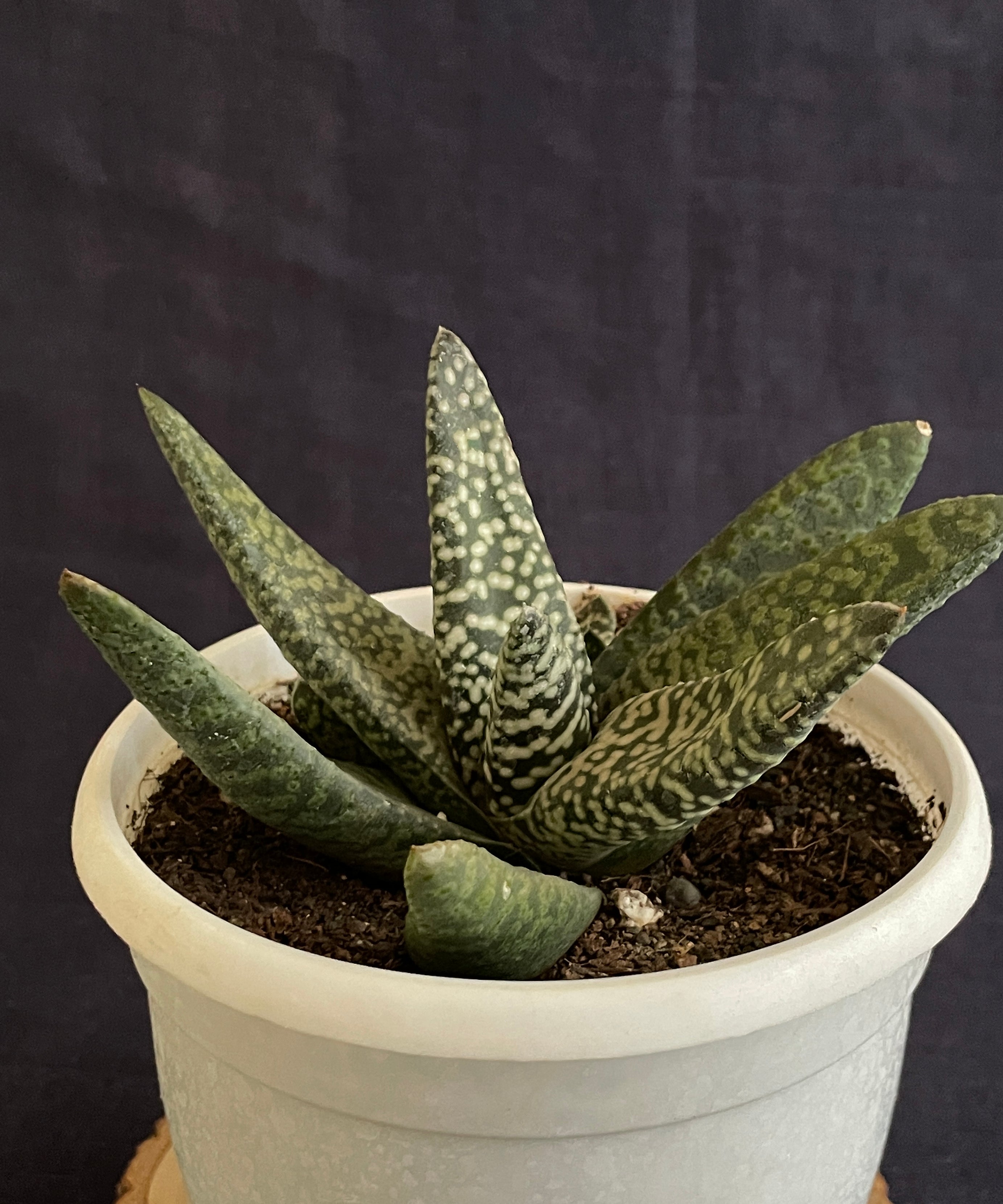 Gasteria Carinata Snowstorm