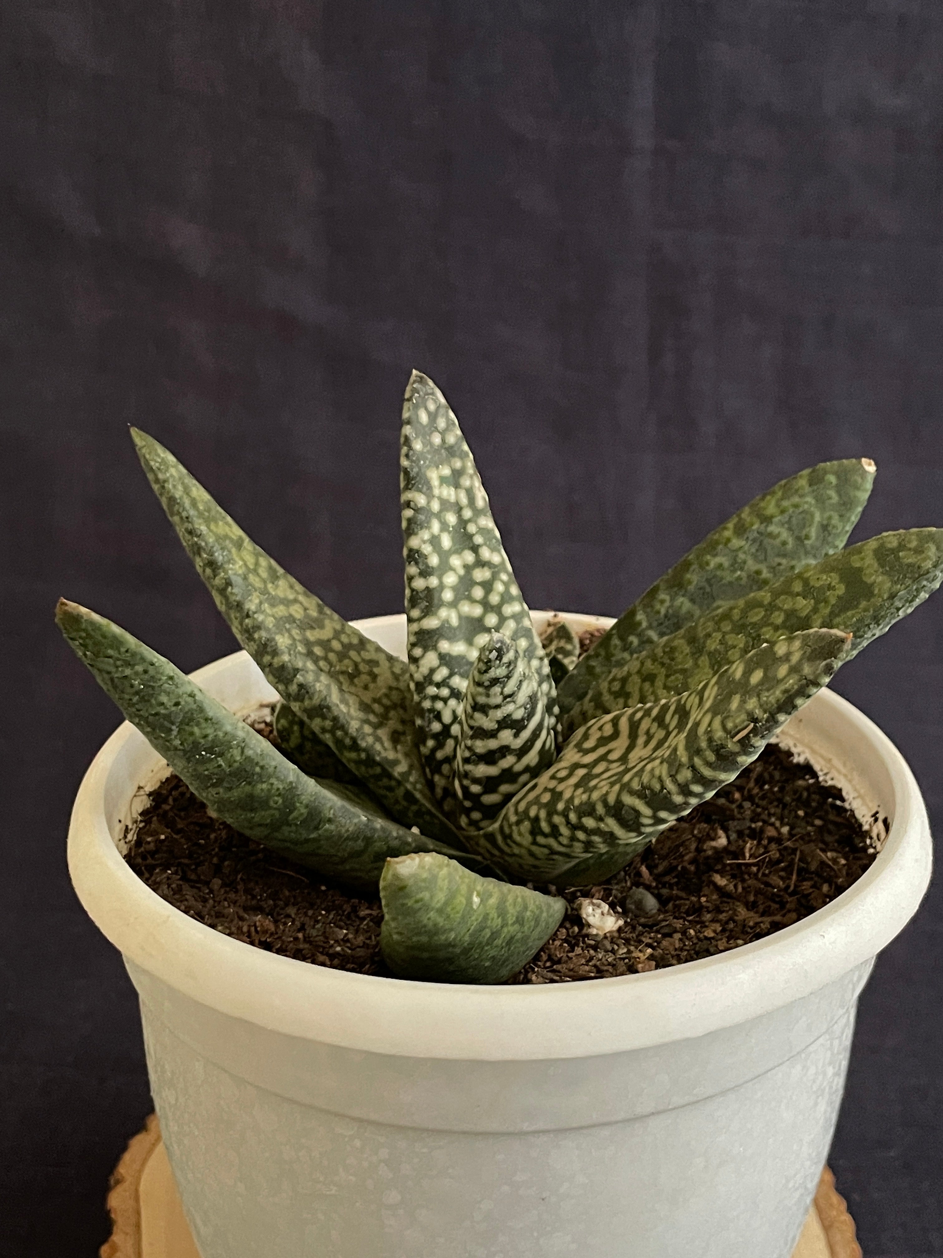 Gasteria Carinata Snowstorm