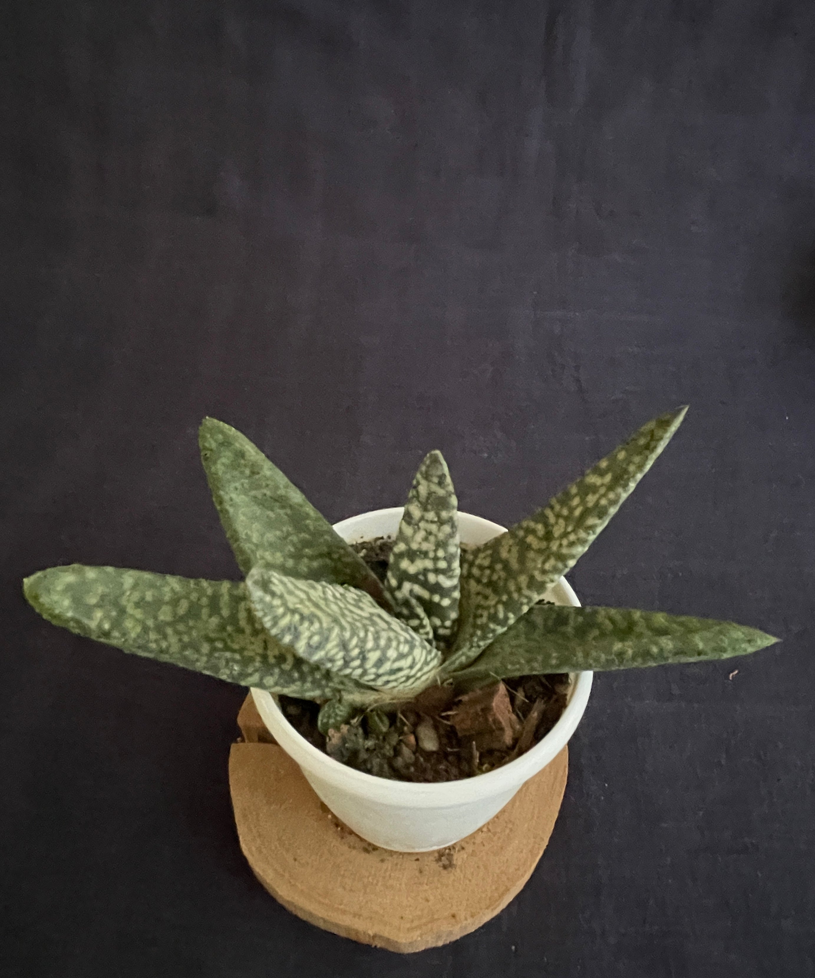 Gasteria Carinata Snowstorm