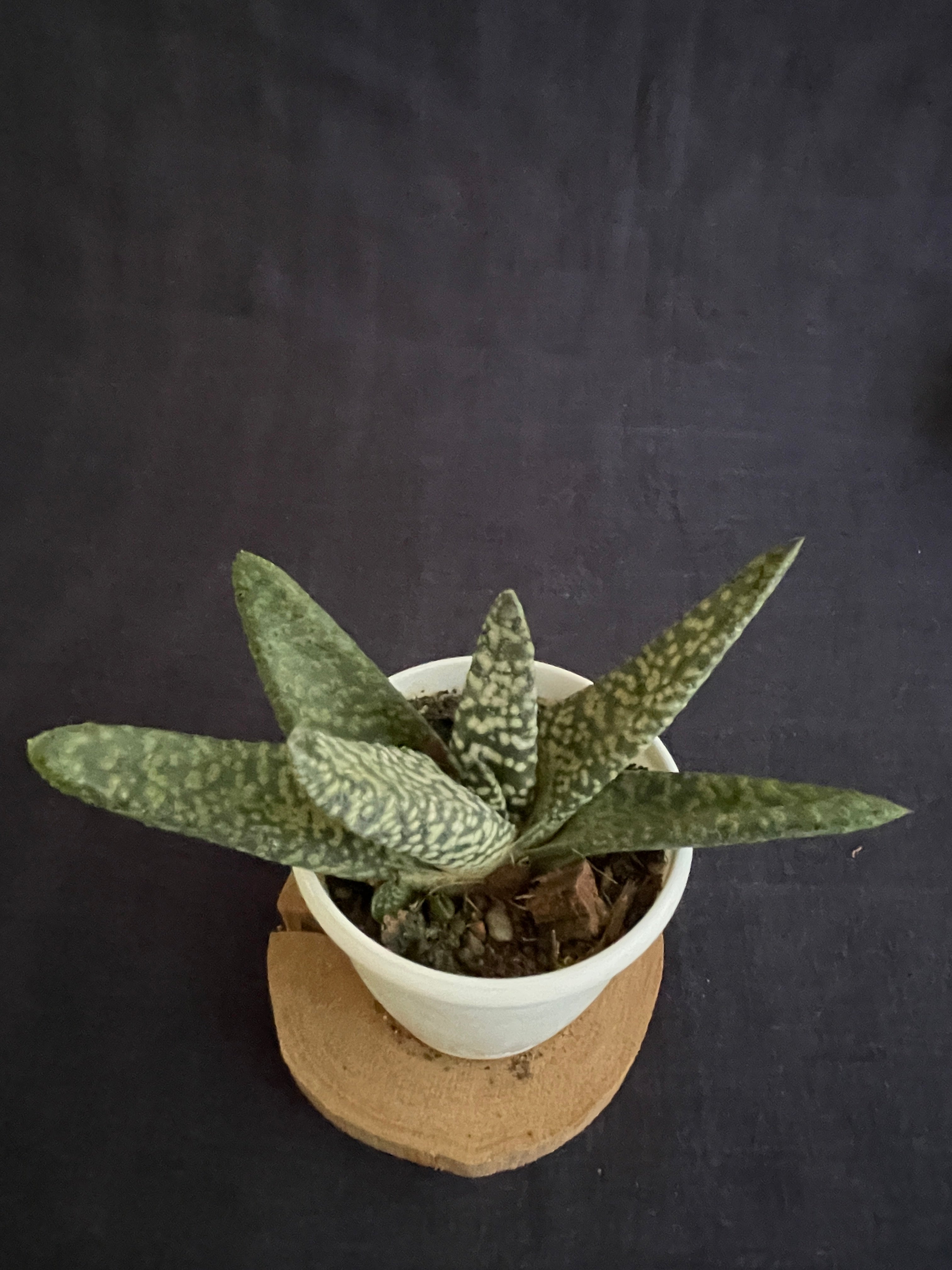 Gasteria Carinata Snowstorm