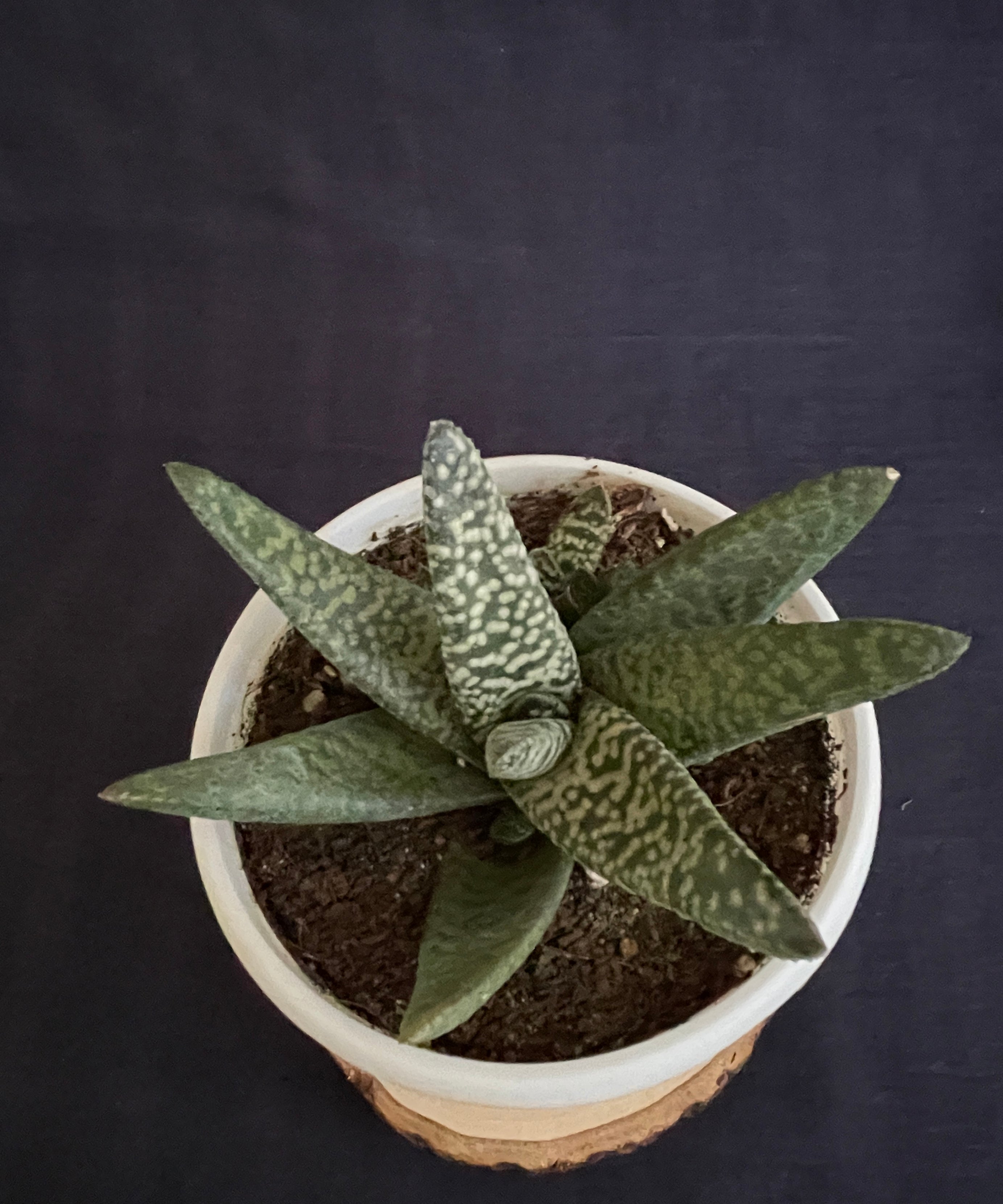 Gasteria Carinata Snowstorm