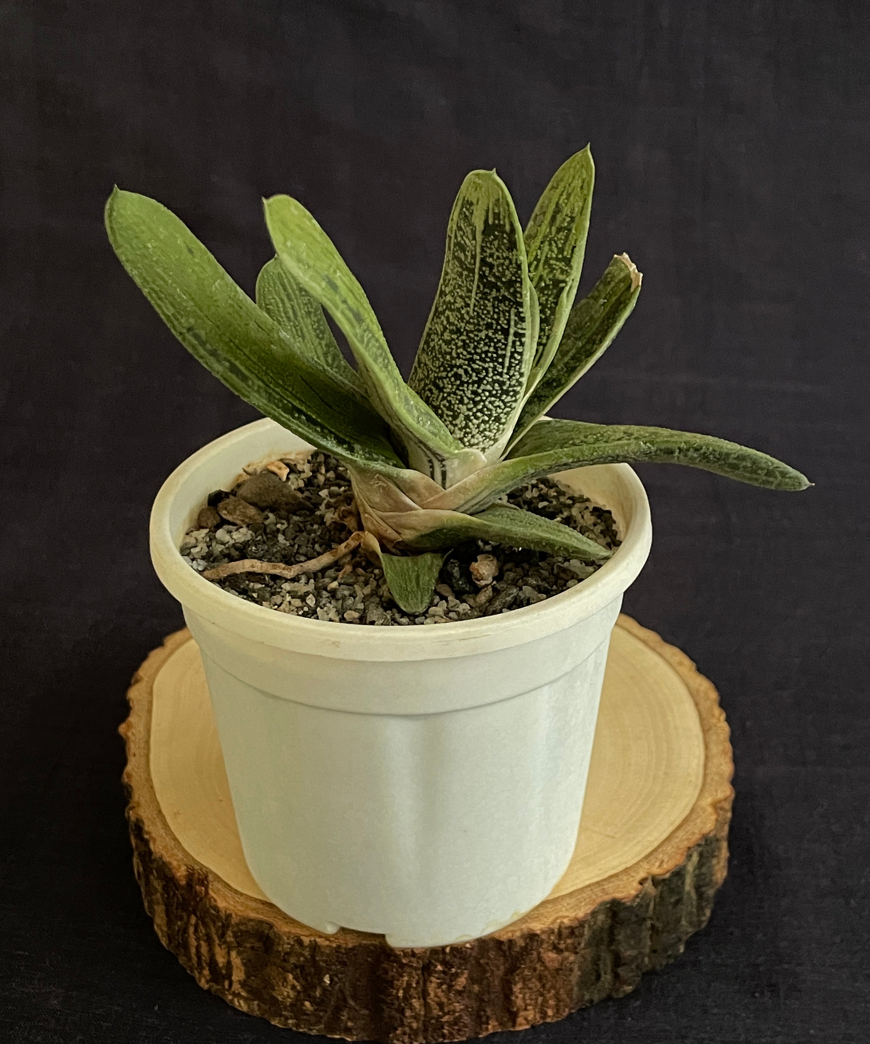 Gasteria ‘Little Warty’ (Single)