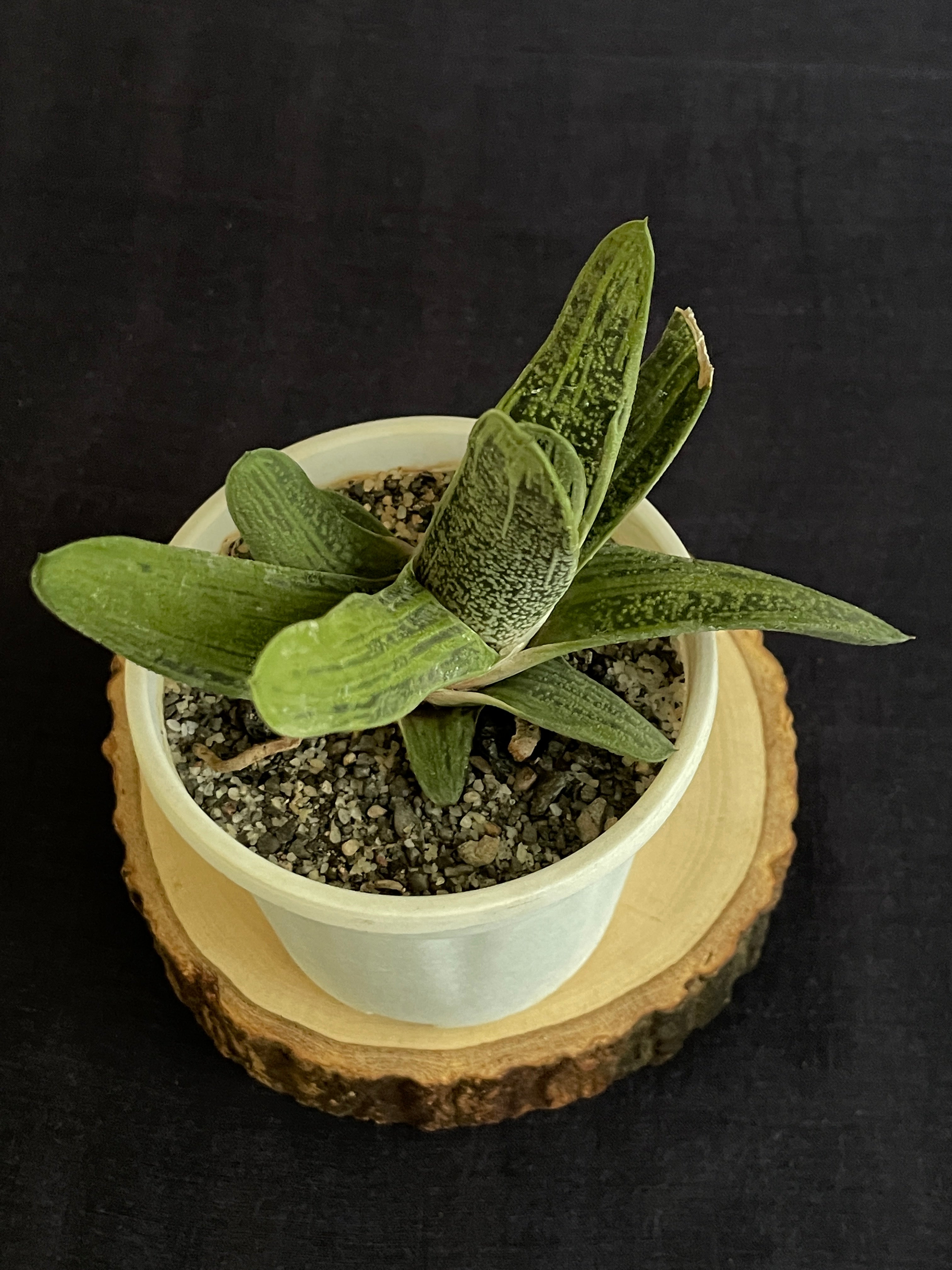 Gasteria ‘Little Warty’ (Single)