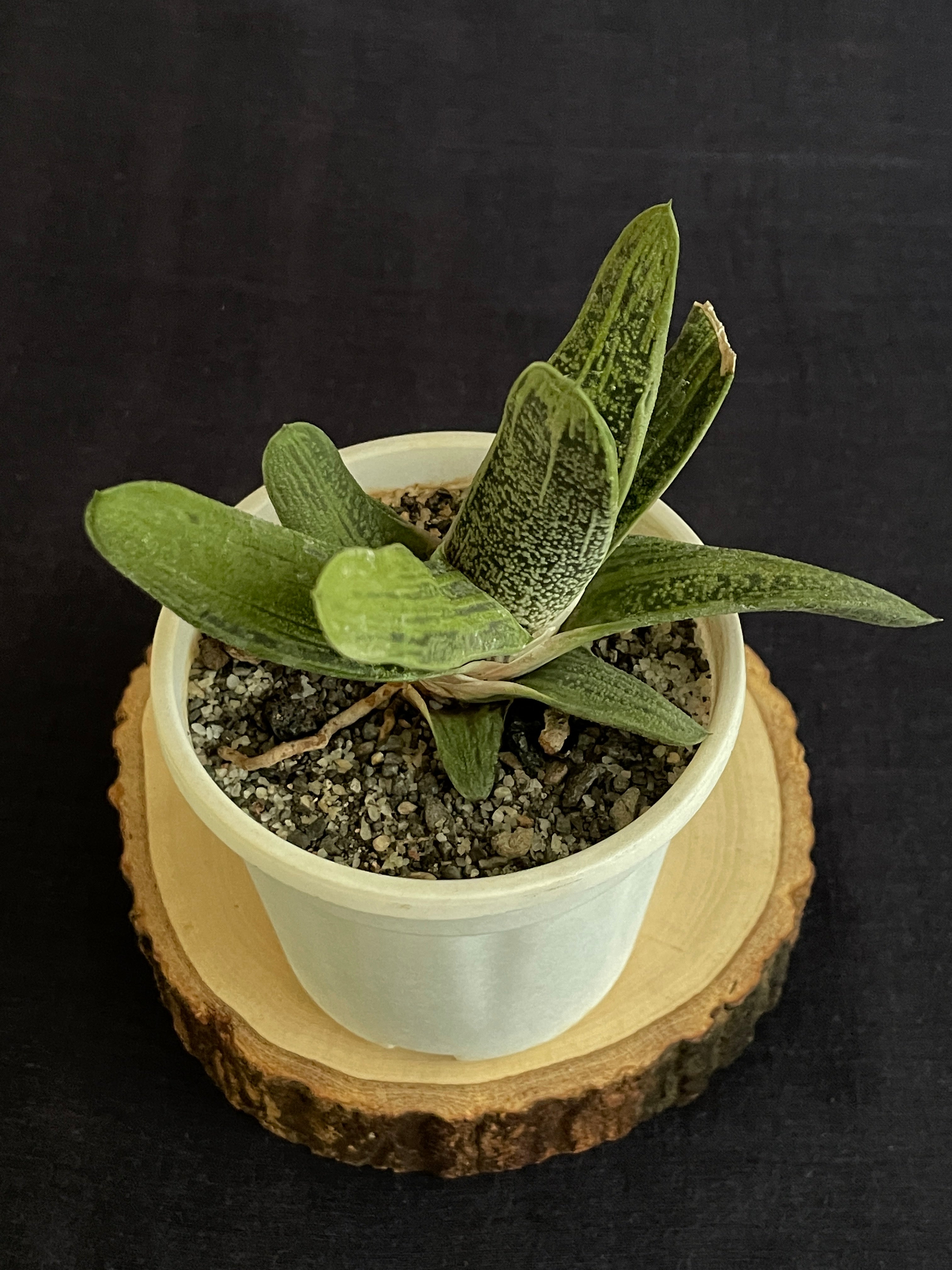Gasteria ‘Little Warty’ (Single)