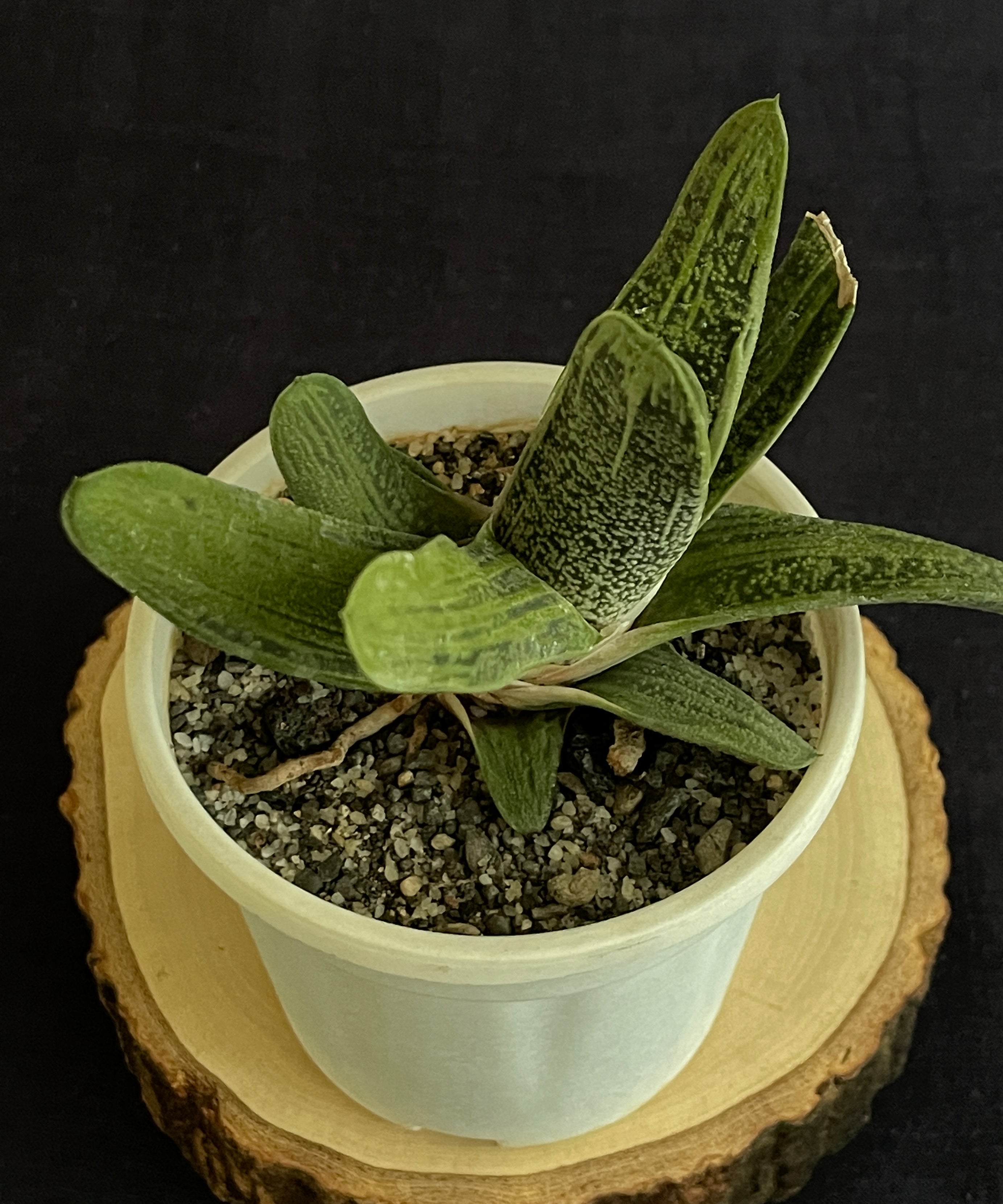 Gasteria ‘Little Warty’ (Single)
