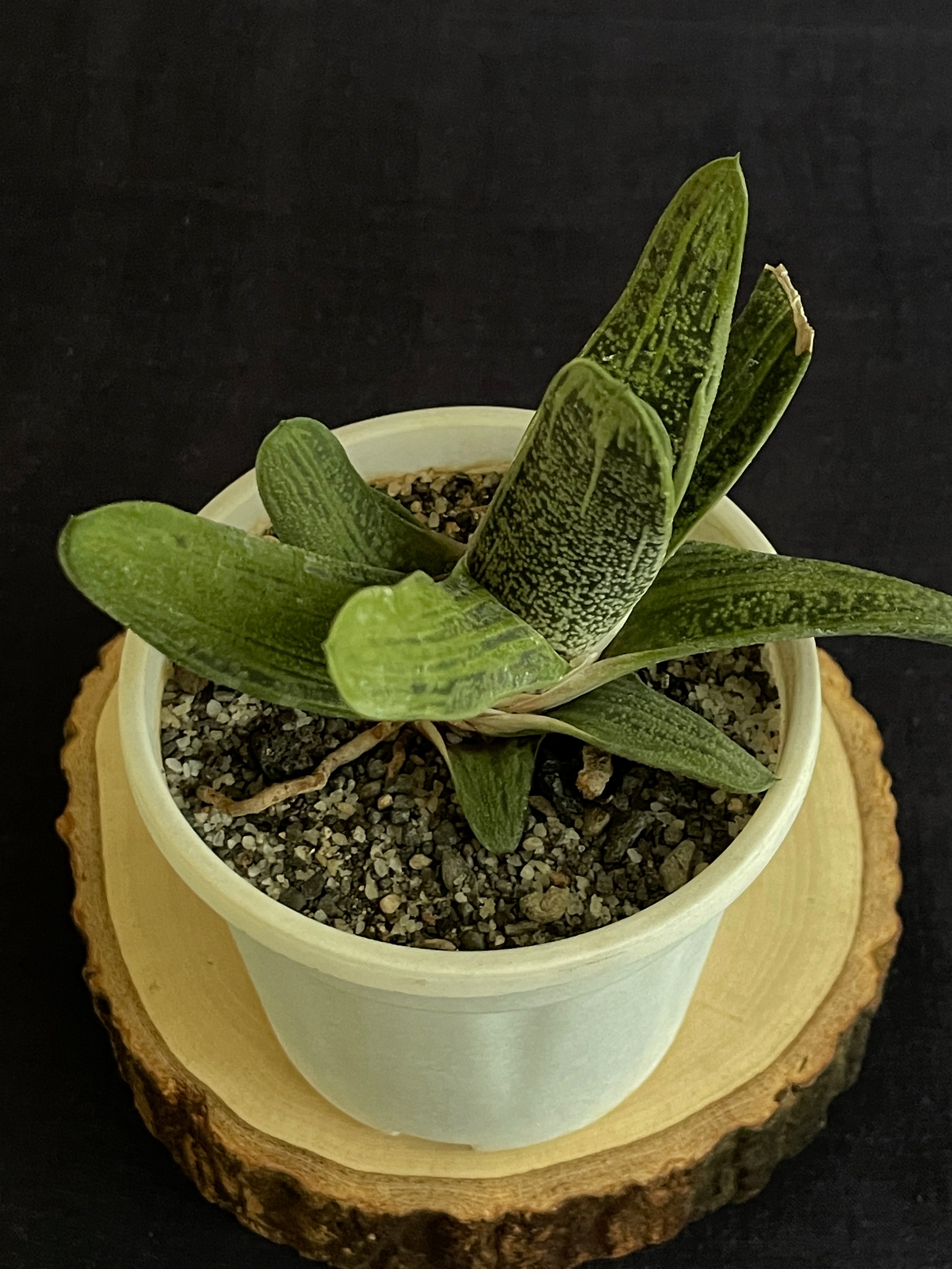 Gasteria ‘Little Warty’ (Single)