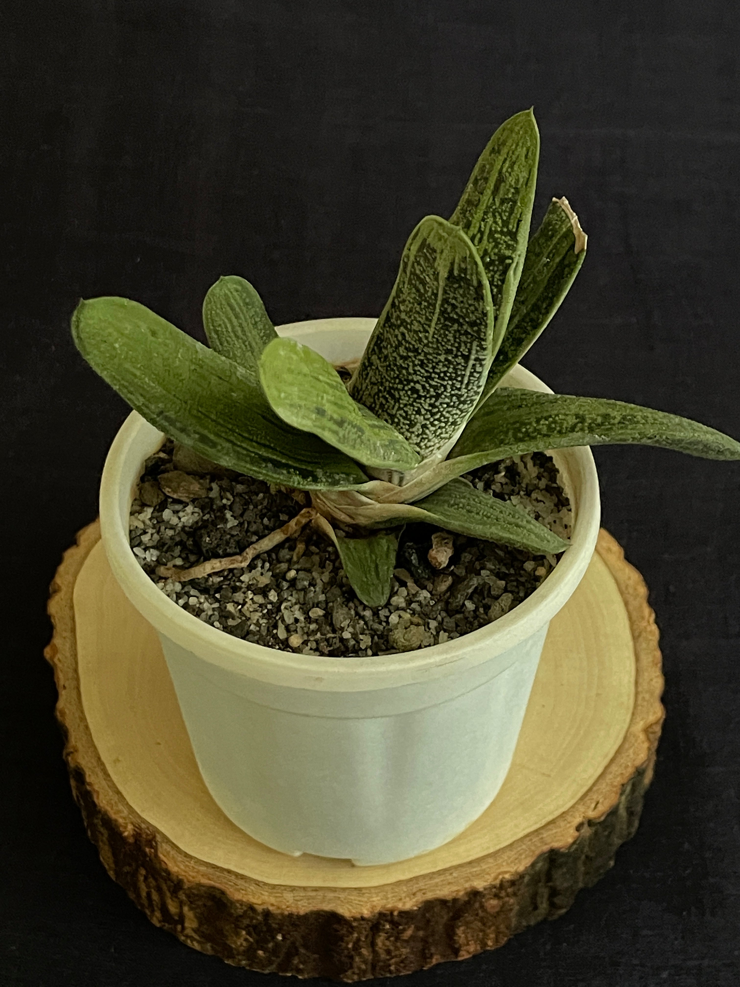 Gasteria ‘Little Warty’ (Single)