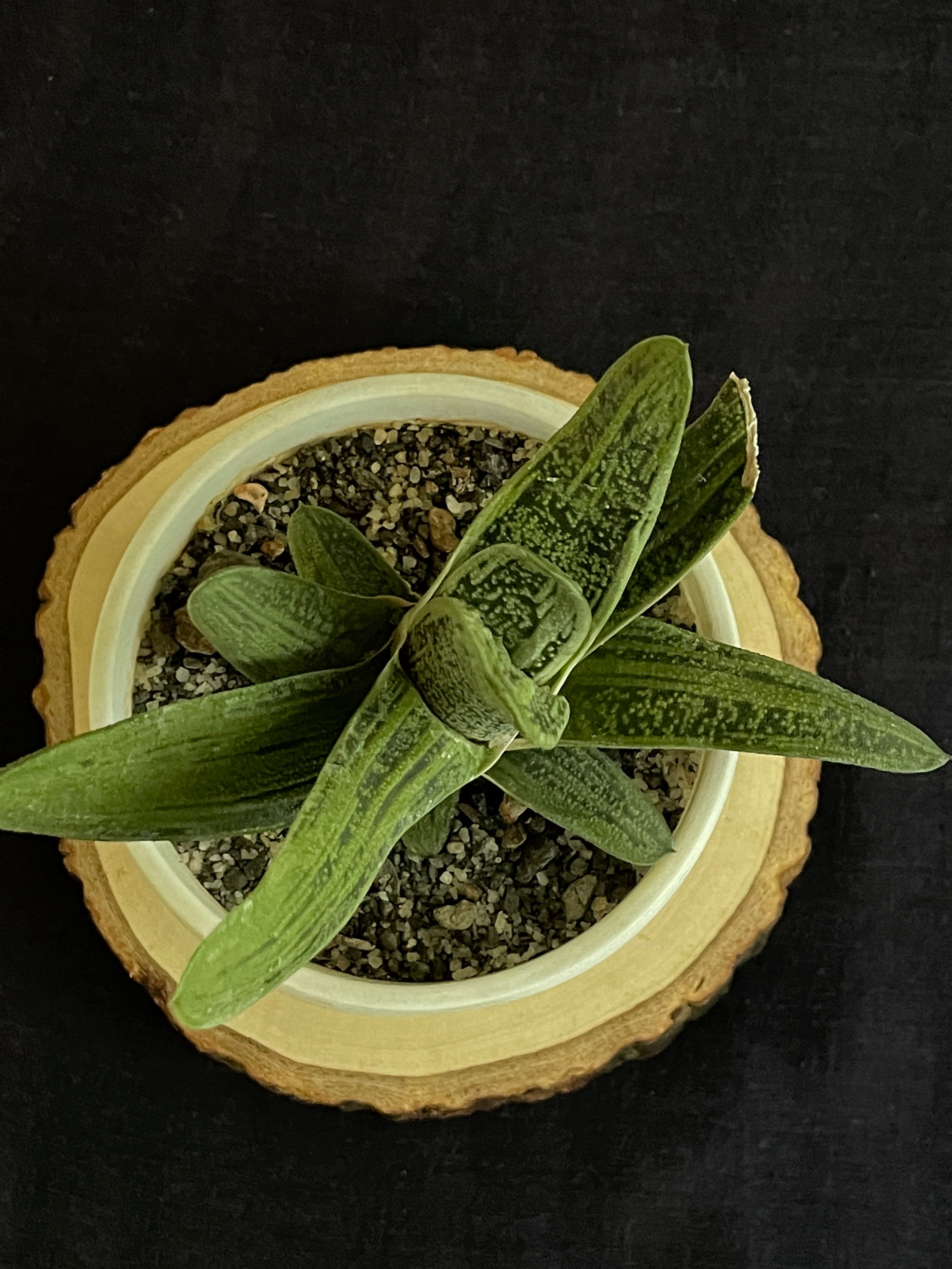 Gasteria ‘Little Warty’ (Single)