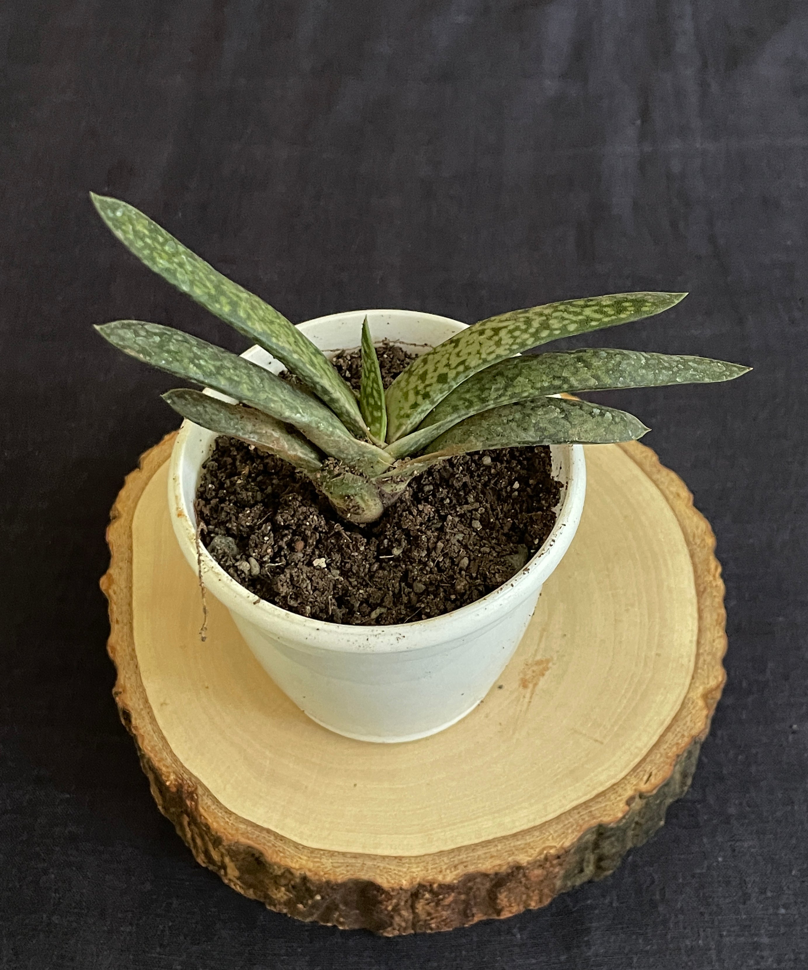 Gasteria Obliqua Single