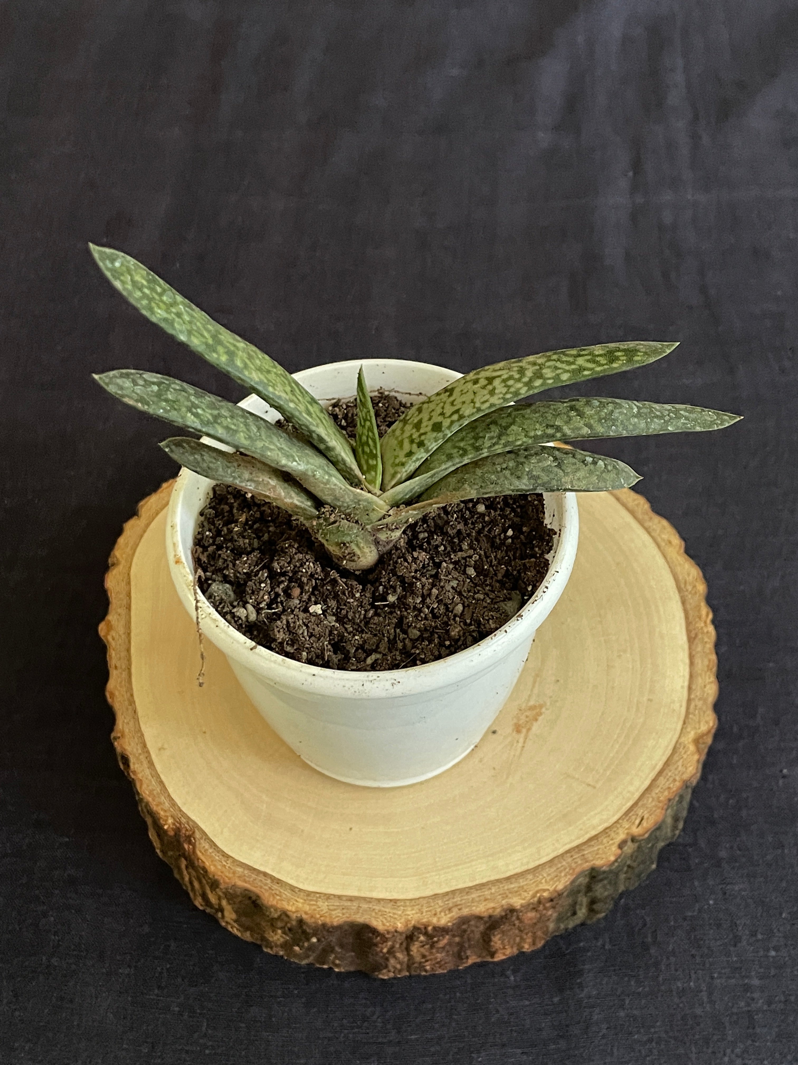 Gasteria Obliqua Single