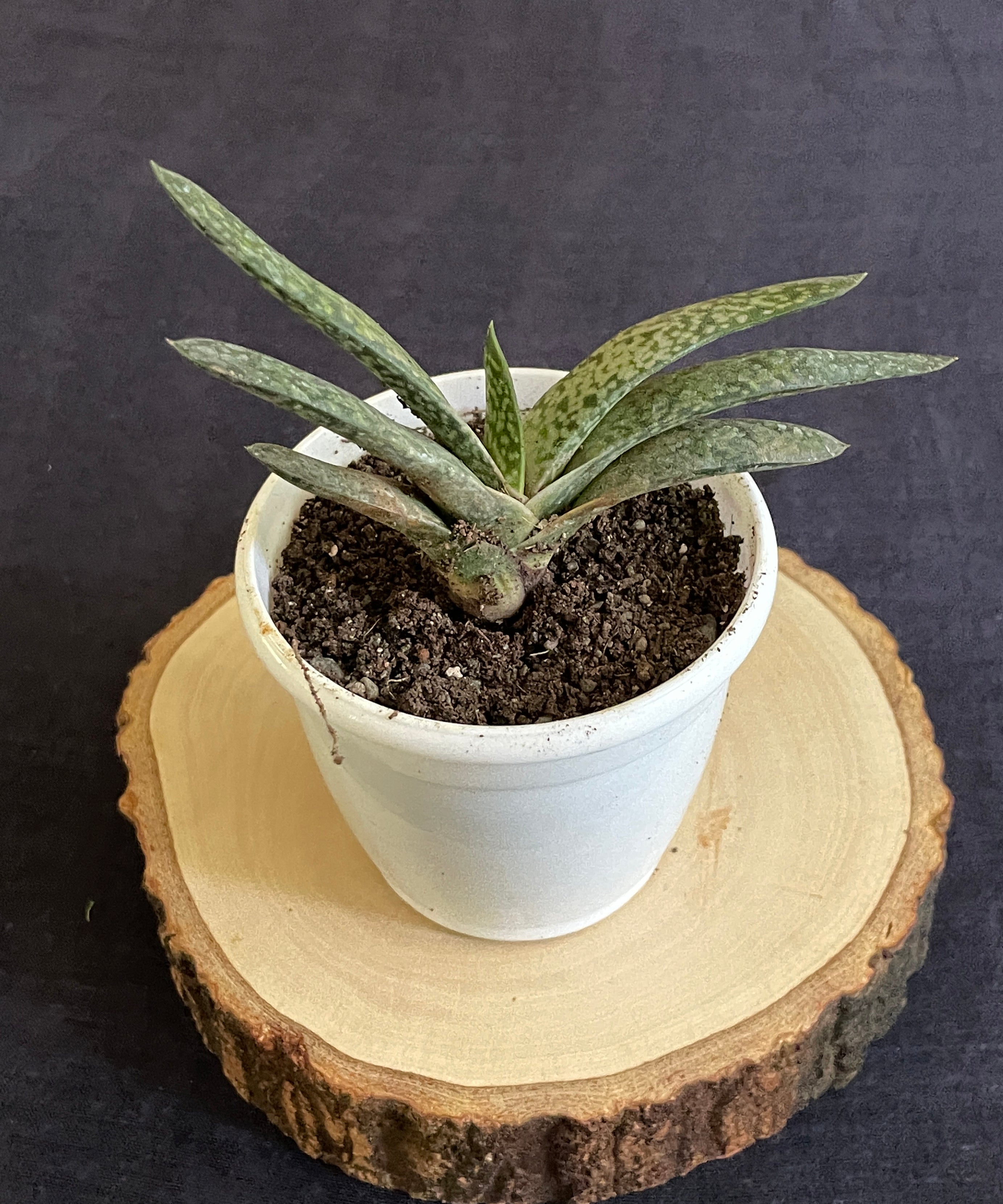 Gasteria Obliqua Single